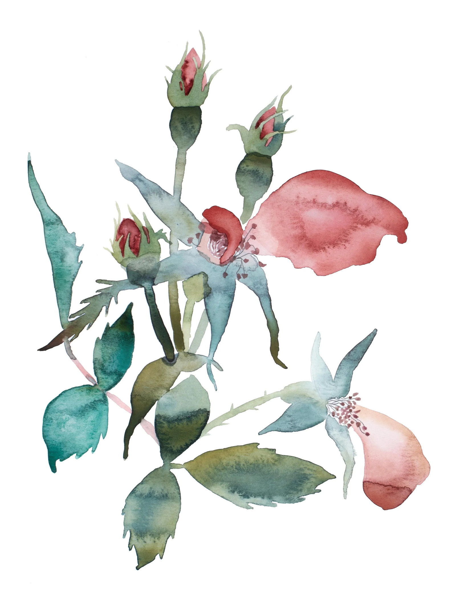 "Rose Study No. 76" Contemporary Original Botanical Flowers Watercolor Painting by Elizabeth Becker: Original watercolor painting on 140 lb cold press paper Artist: Elizabeth Becker Year: 2023 Image and Paper Size: 9" x 12" Signed on front Condition: Imperfections: No Imperfections Origin: United
