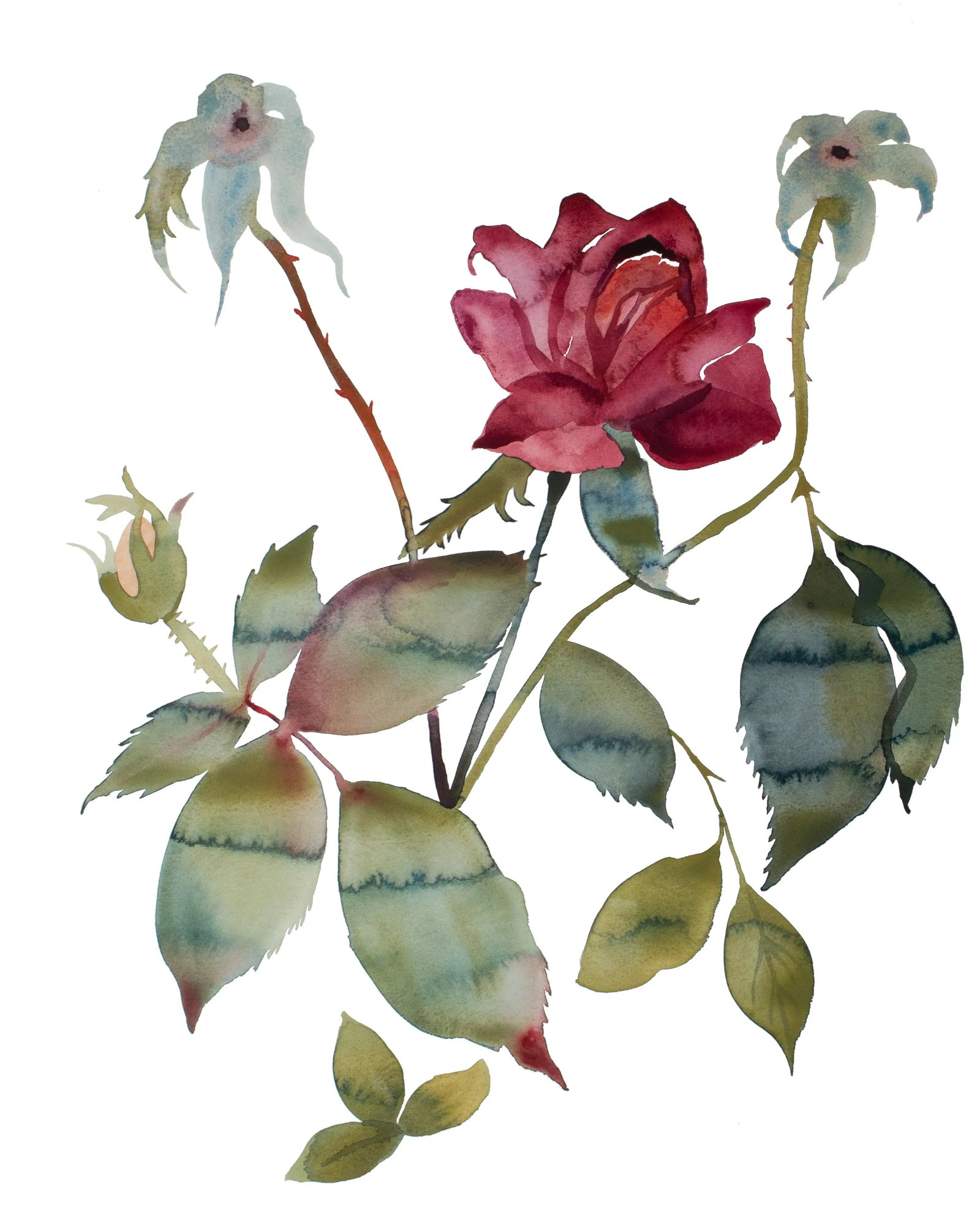 "Rose Study No. 85" Contemporary Original Botanical Flowers Watercolor Painting by Elizabeth Becker (1 of 2)