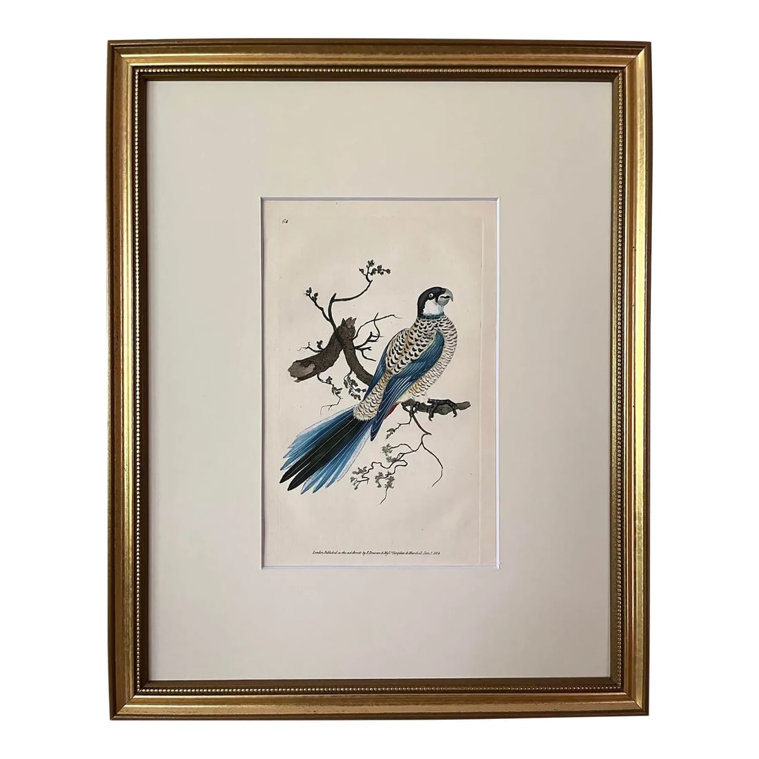 Antique Original Print Hand Colored Engraving of a Browns Parrot by Edward Donovan Published London: Antique Original Print Hand Colored Engraving of a Browns Parrot by Edward Donovan Published London 1824. Presented in archival matte and contemporary solid wood gold finished frame. Measuring