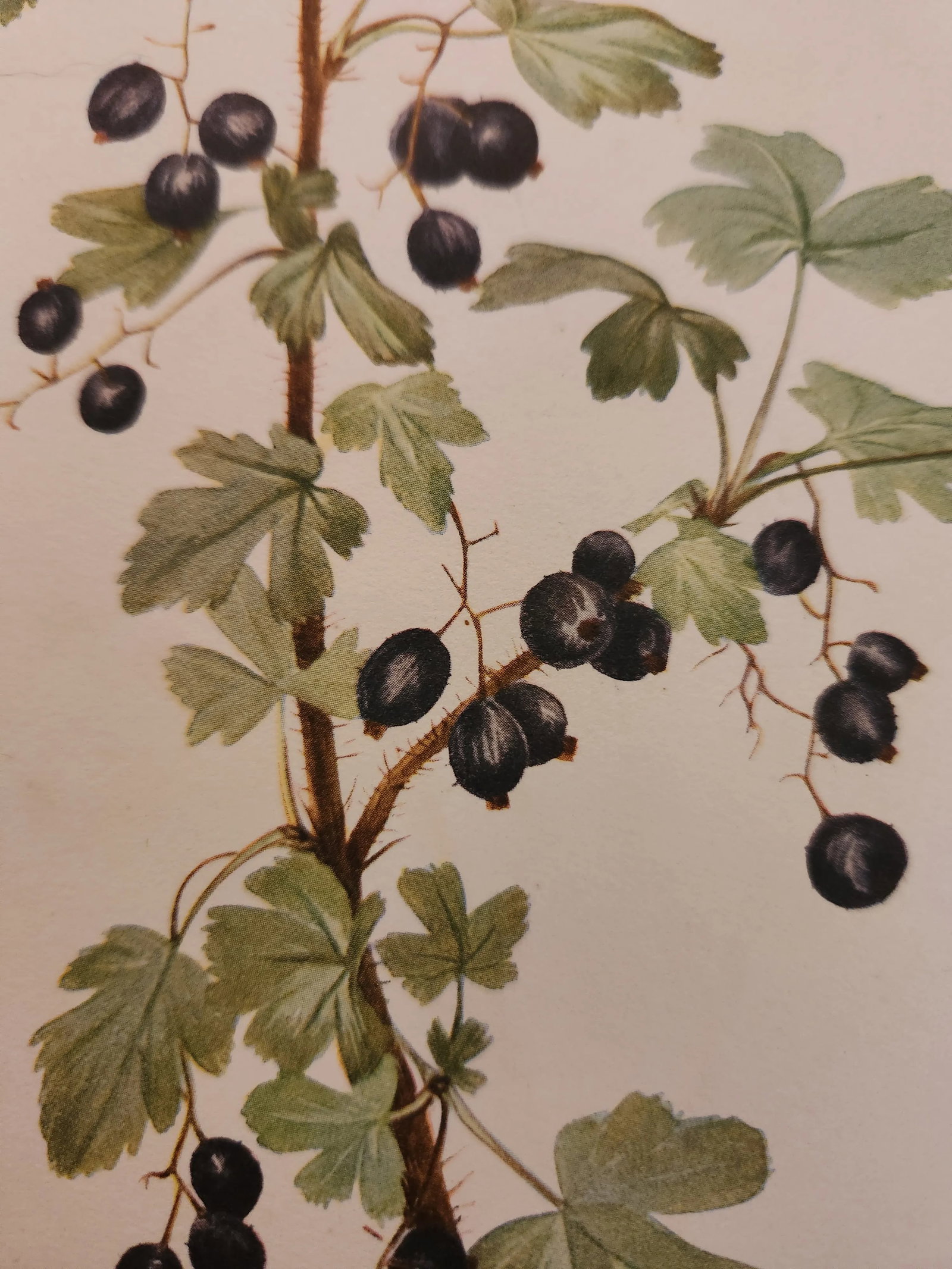 Vintage Smithsonian Botanical Prints Unframed, Prickley Currant After Mary Vaux Walcott Pair With Or - 10