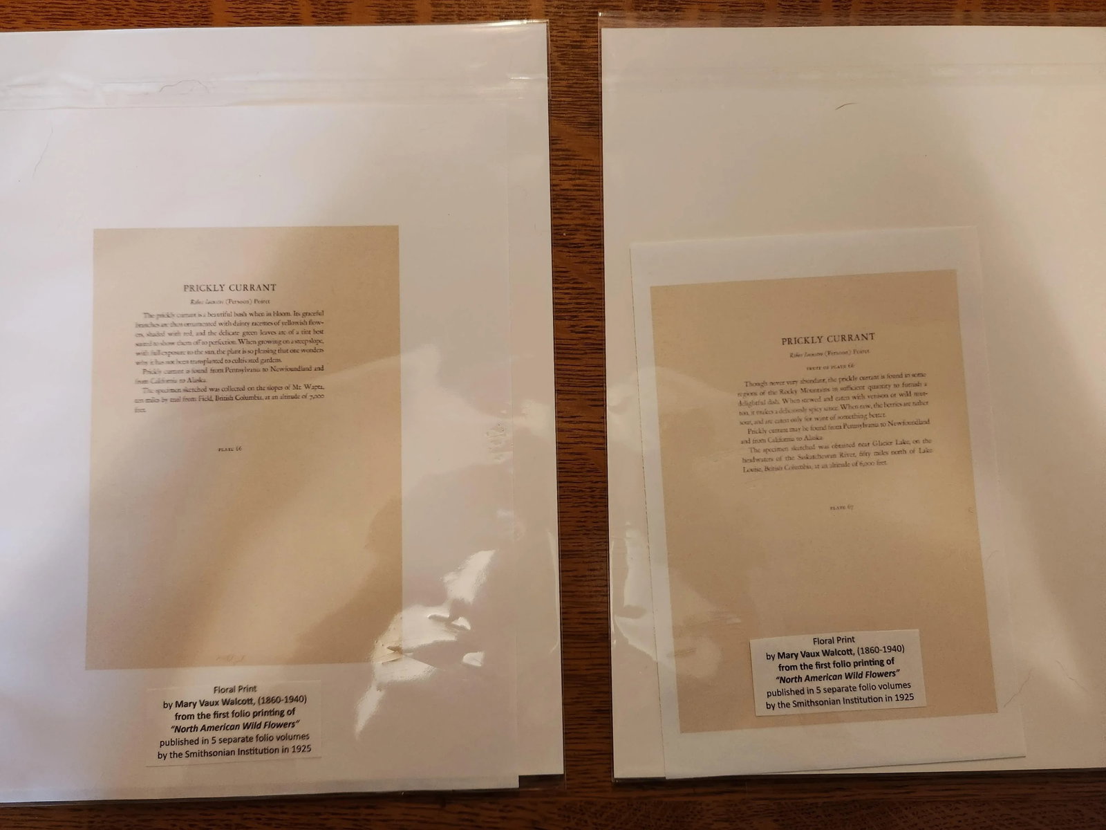 Vintage Smithsonian Botanical Prints Unframed, Prickley Currant After Mary Vaux Walcott Pair With Or - 11