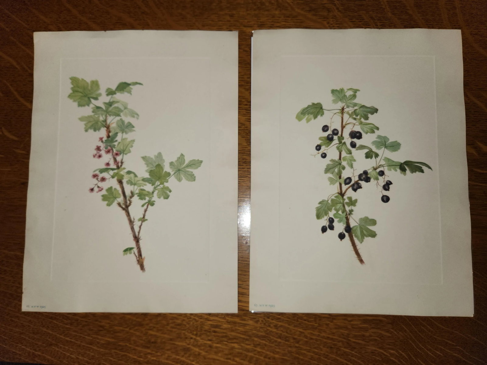 Vintage Smithsonian Botanical Prints Unframed, Prickley Currant After Mary Vaux Walcott Pair With Or - 12