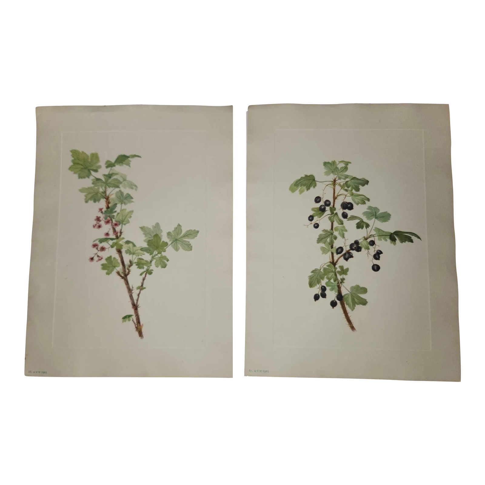 Vintage Smithsonian Botanical Prints Unframed, Prickley Currant After Mary Vaux Walcott Pair With Or (1 of 12)