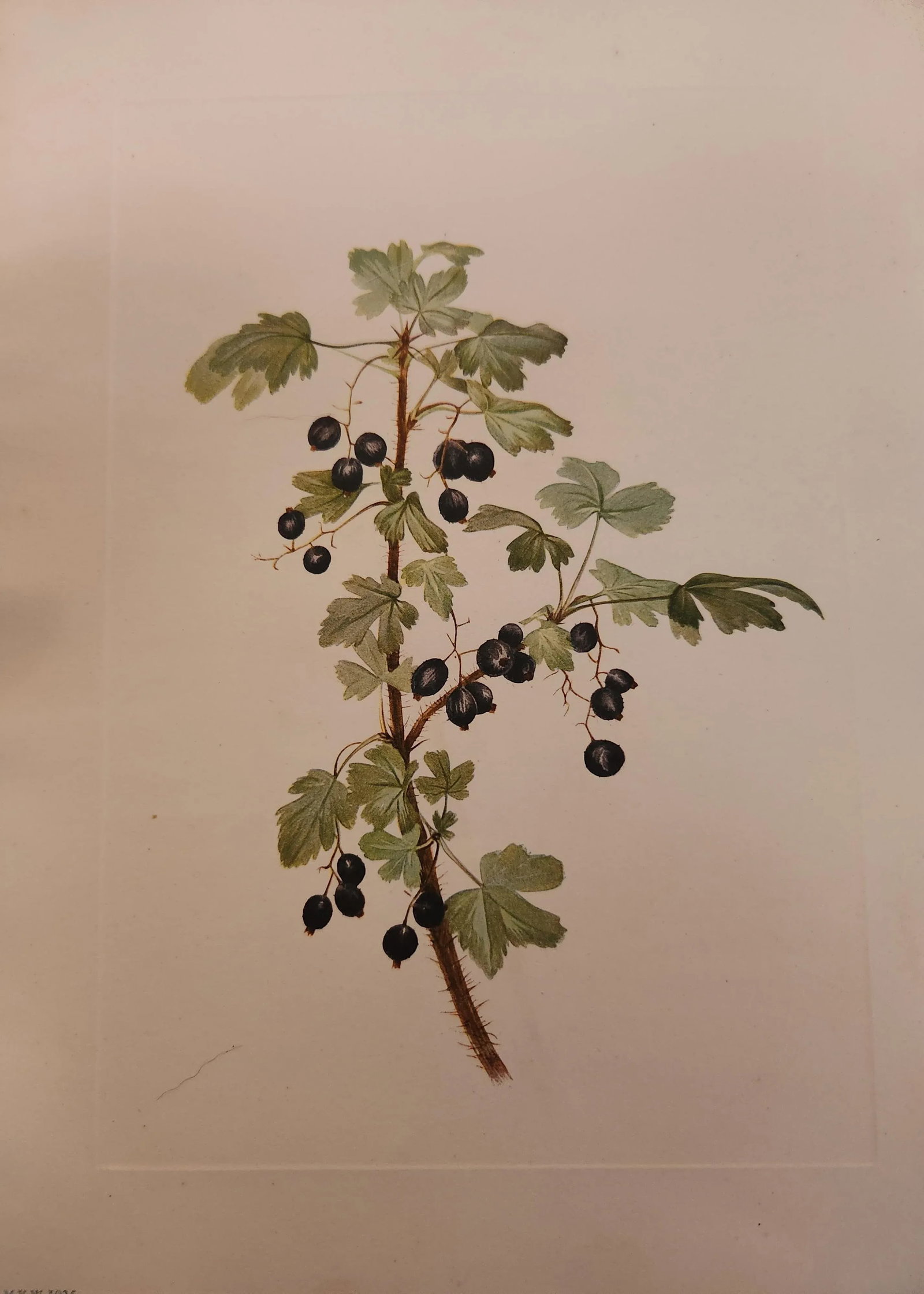 Vintage Smithsonian Botanical Prints Unframed, Prickley Currant After Mary Vaux Walcott Pair With Or - 2