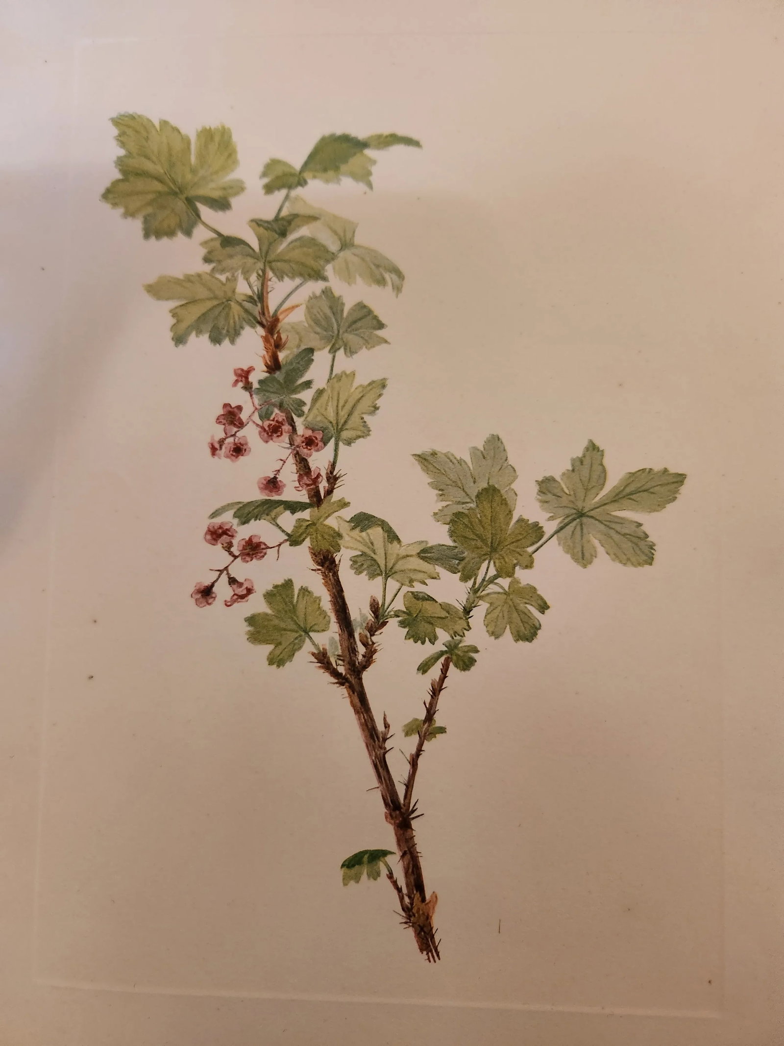 Vintage Smithsonian Botanical Prints Unframed, Prickley Currant After Mary Vaux Walcott Pair With Or - 3