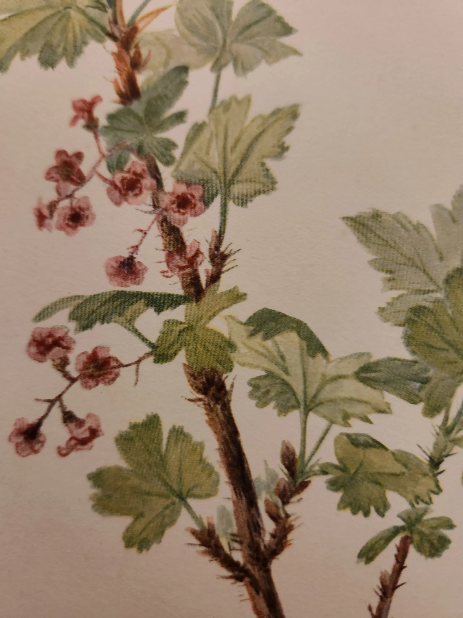 Vintage Smithsonian Botanical Prints Unframed, Prickley Currant After Mary Vaux Walcott Pair With Or - 5