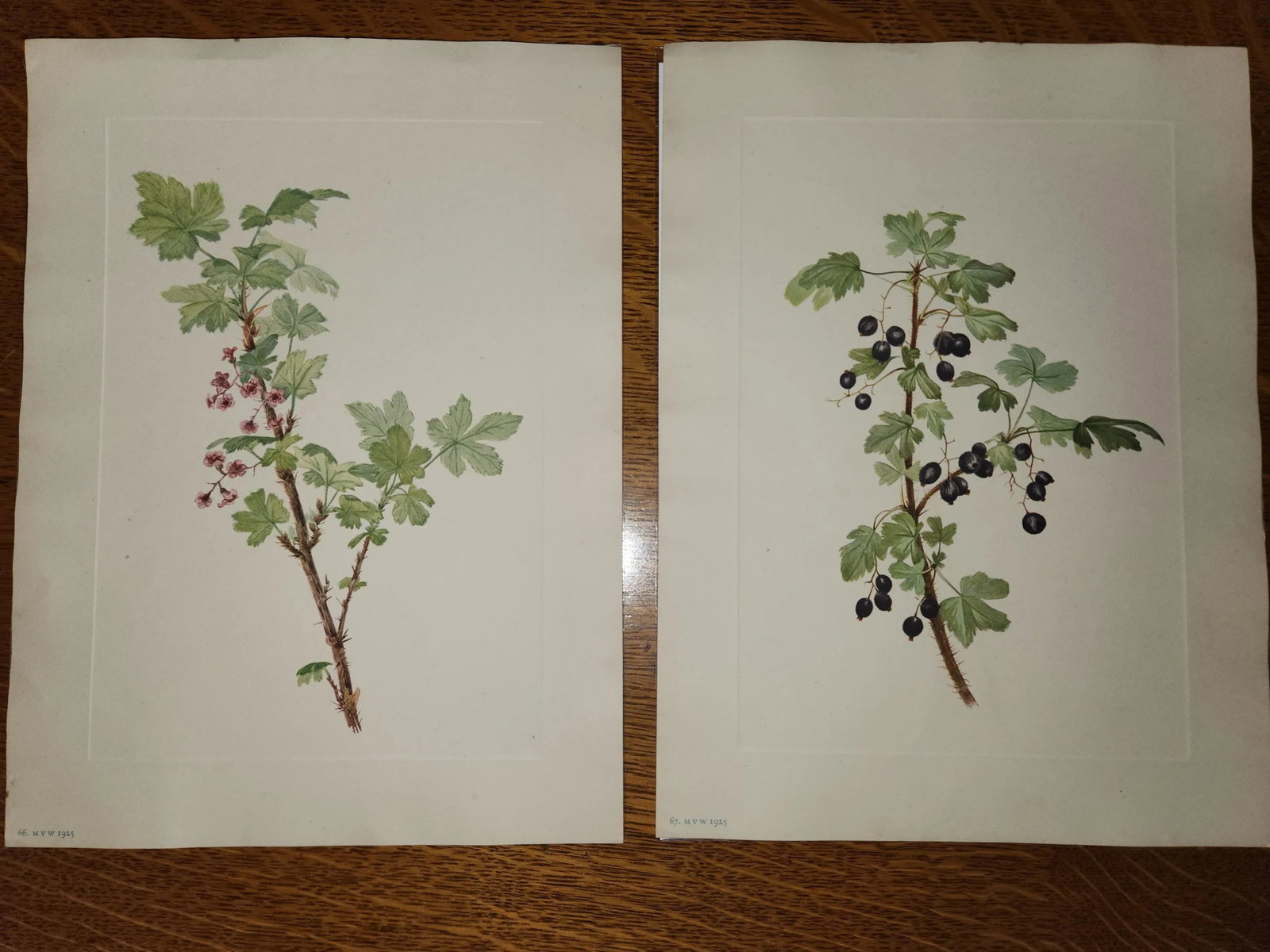 Vintage Smithsonian Botanical Prints Unframed, Prickley Currant After Mary Vaux Walcott Pair With Or - 8