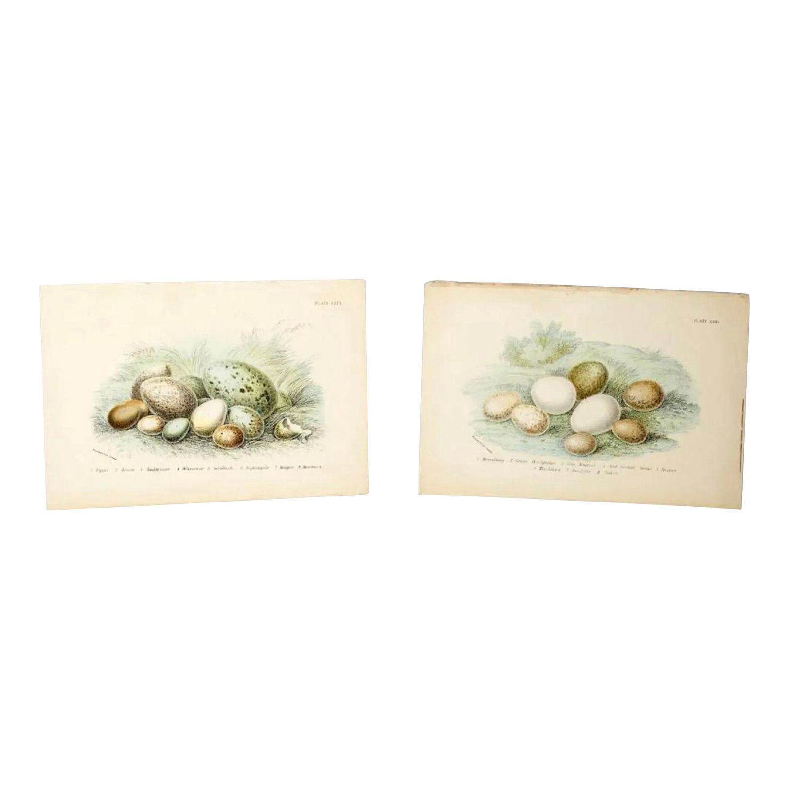 Antique Bird Egg Prints From Sir William Jardine's Naturalist Library - Provincetown Estate Find: A Rare Pair of 19th Century Ornithological Treasures Discovered at a distinguished book collector's estate sale in historic Provincetown, Massachusetts, these exquisite bird egg prints represent a pie