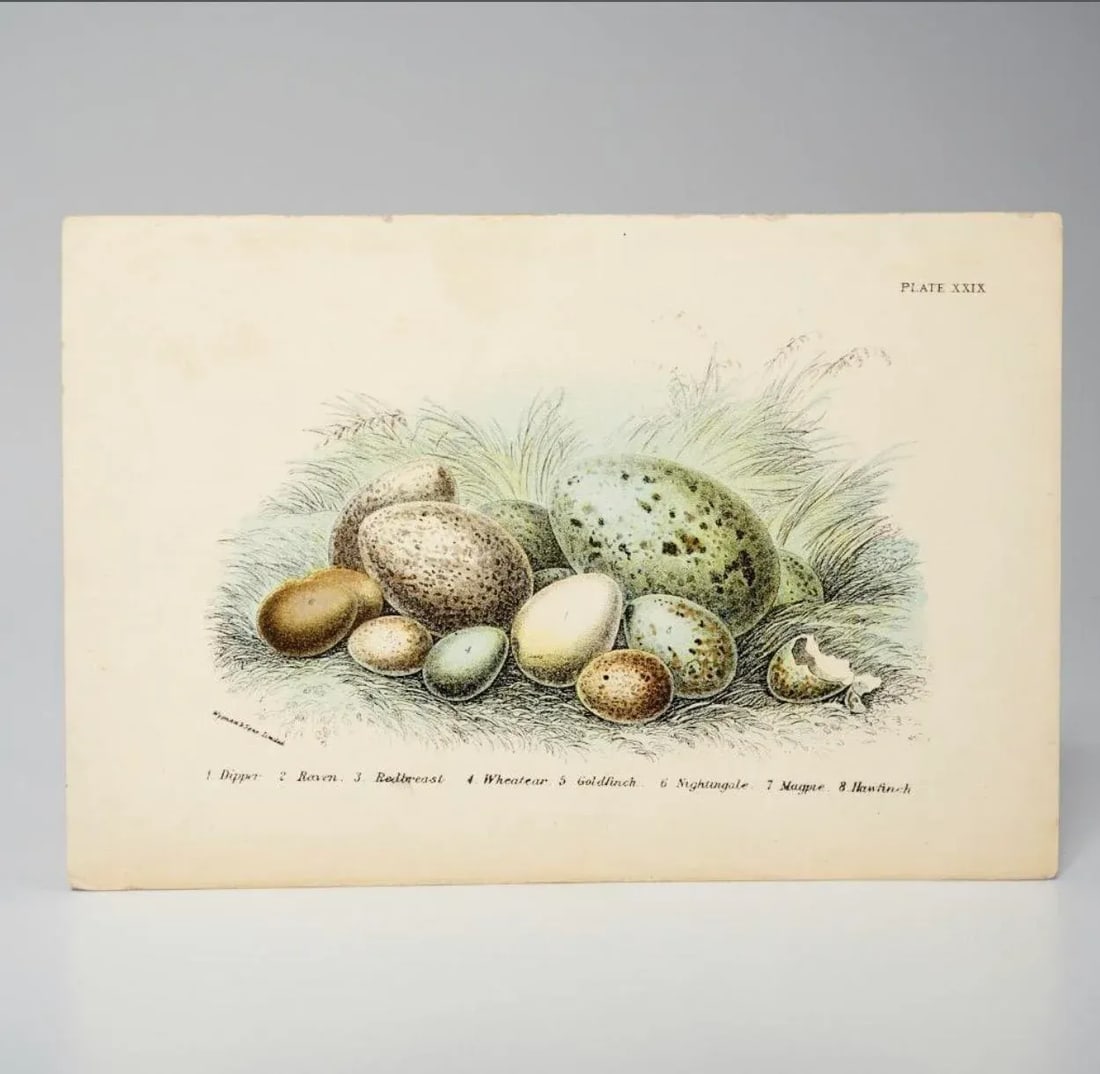Antique Bird Egg Prints From Sir William Jardine's Naturalist Library - Provincetown Estate Find - 2