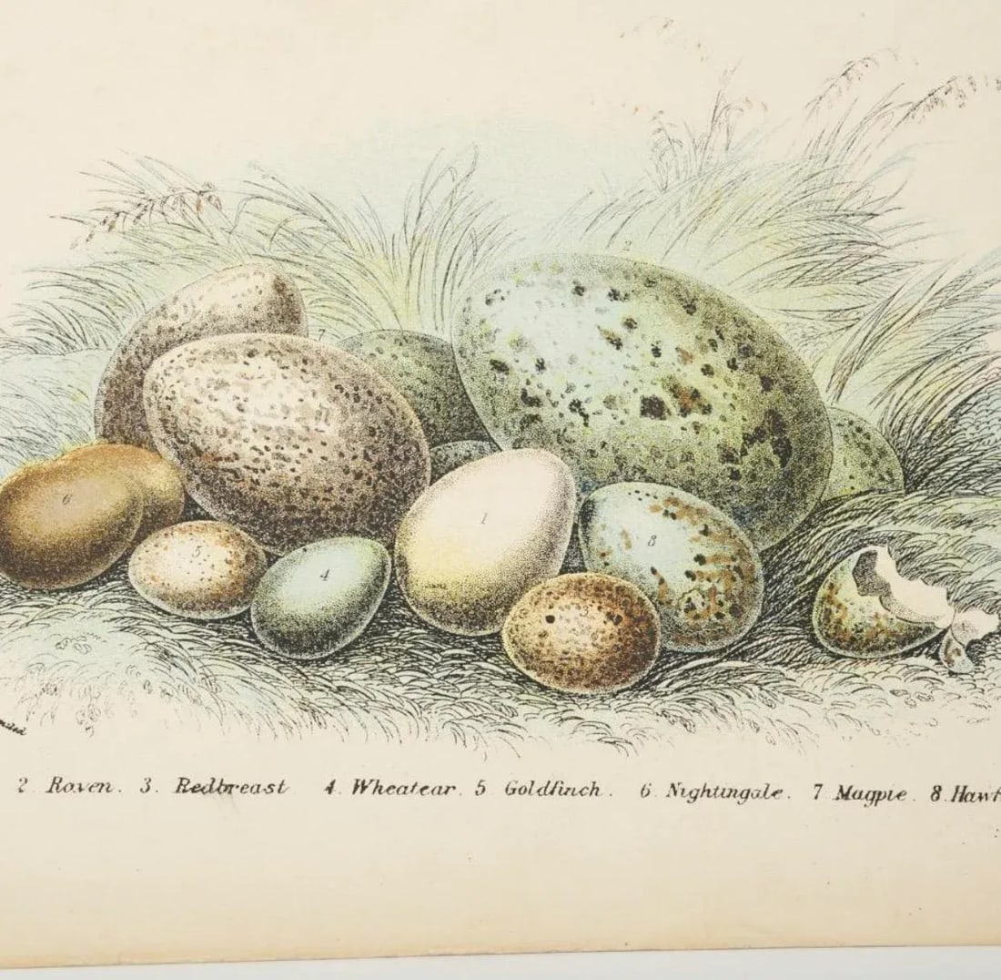 Antique Bird Egg Prints From Sir William Jardine's Naturalist Library - Provincetown Estate Find - 3