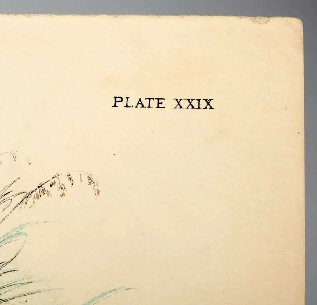 Antique Bird Egg Prints From Sir William Jardine's Naturalist Library - Provincetown Estate Find - 4