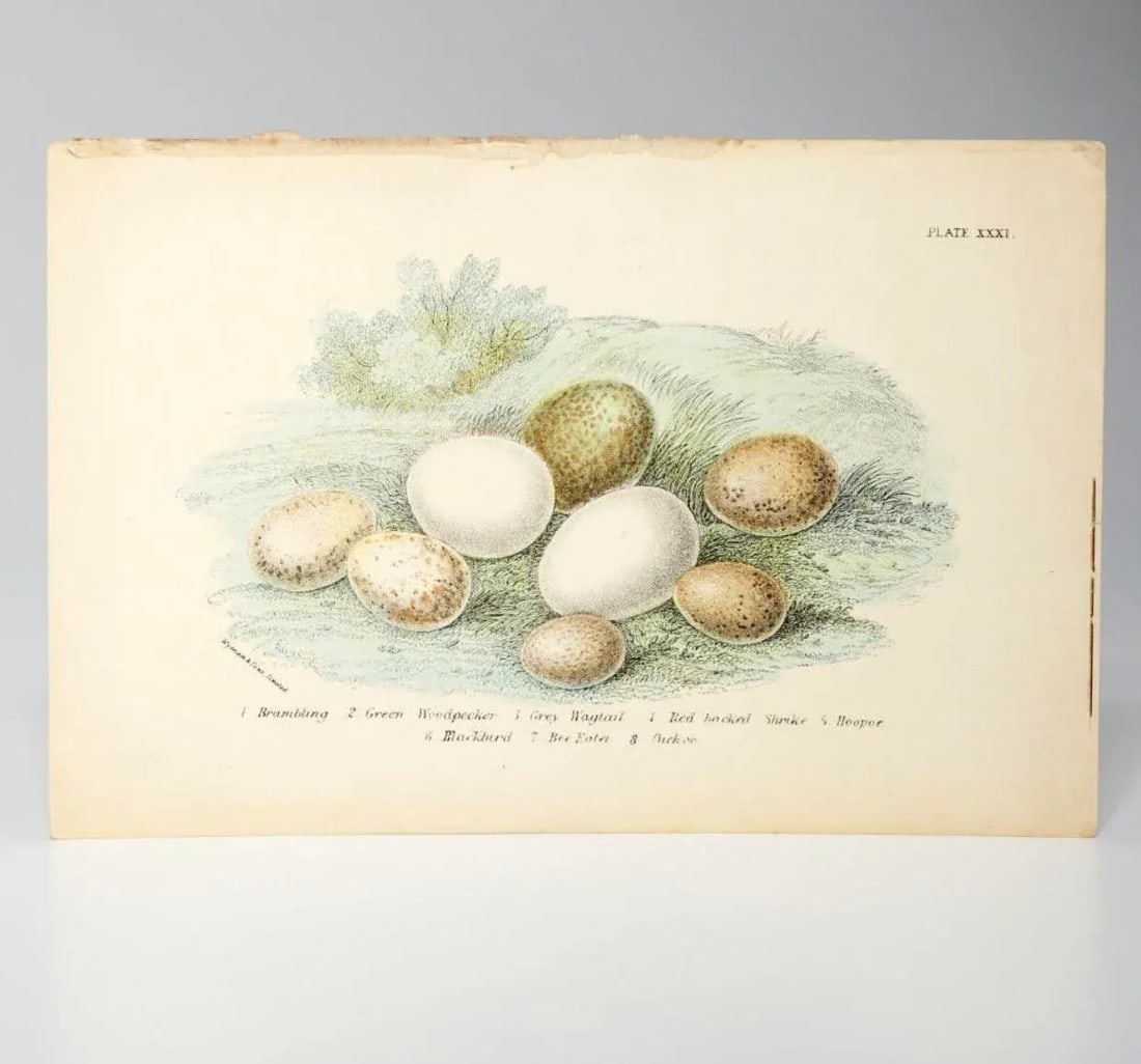 Antique Bird Egg Prints From Sir William Jardine's Naturalist Library - Provincetown Estate Find - 6