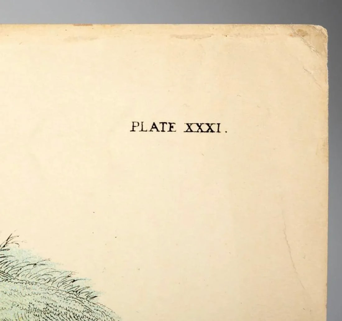 Antique Bird Egg Prints From Sir William Jardine's Naturalist Library - Provincetown Estate Find - 7