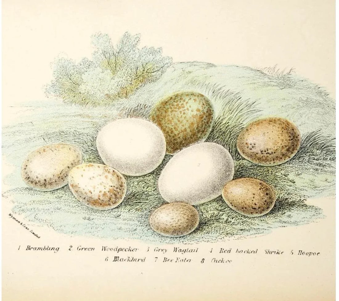 Antique Bird Egg Prints From Sir William Jardine's Naturalist Library - Provincetown Estate Find - 8