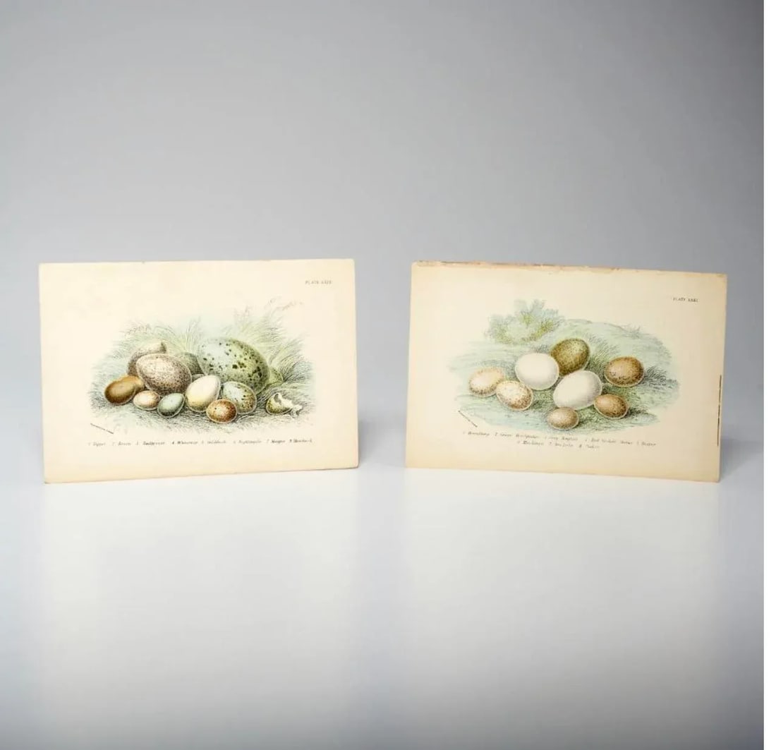 Antique Bird Egg Prints From Sir William Jardine's Naturalist Library - Provincetown Estate Find - 9
