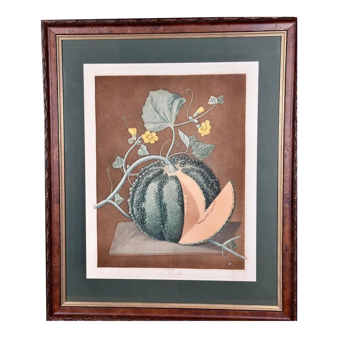 Silver Rock Melon: A Framed 19th C. Color Engraving by George Brookshaw , 1812: This is a 19th century colored aquatint and stipple engraving finished by hand entitled "Silver Rock Melon", drawn and engraved by George Brookshaw and published in London in 1812 as plate 67 in his '