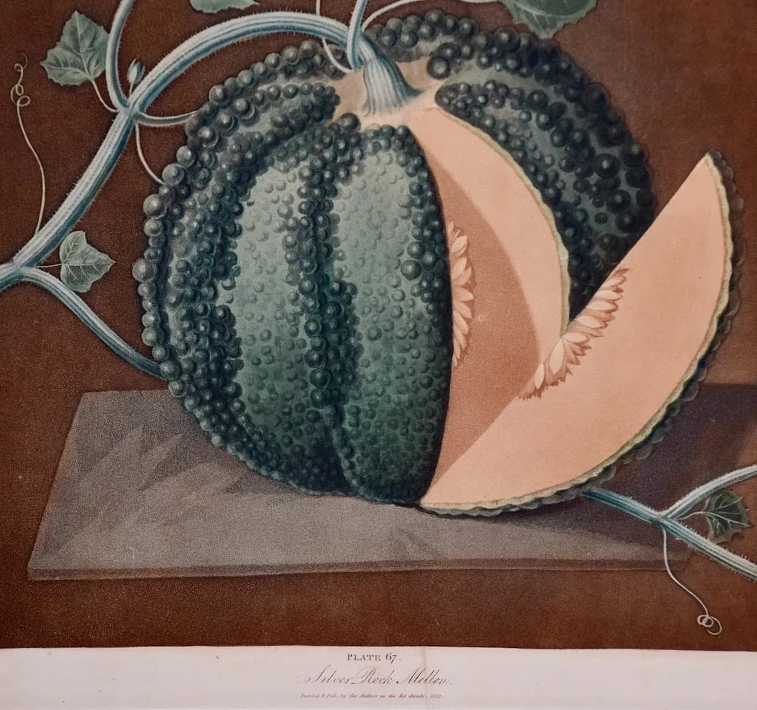 Silver Rock Melon: A Framed 19th C. Color Engraving by George Brookshaw , 1812 - 4