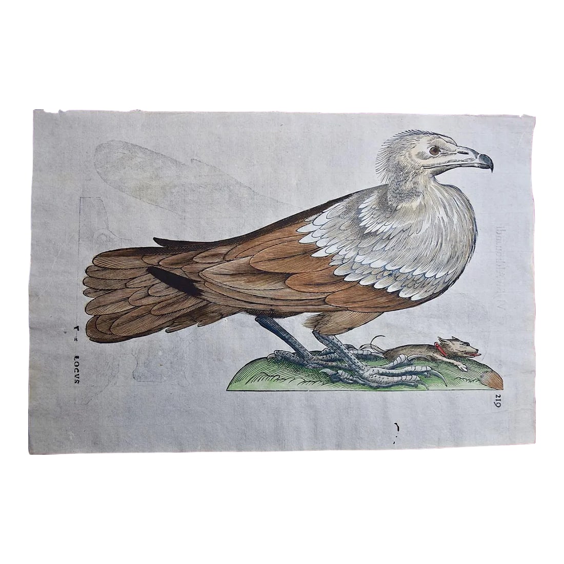 Bird of Prey: A 16th/17th Century Hand-Colored Engraving by Aldrovandi, 1599: This very rare, first edition, folio hand-colored woodcut engraving of a bird of prey is plate 219 from Ulisse Aldrovandi's 'Opera Omnia', published between 1599 and 1648 in Bologna, Italy by