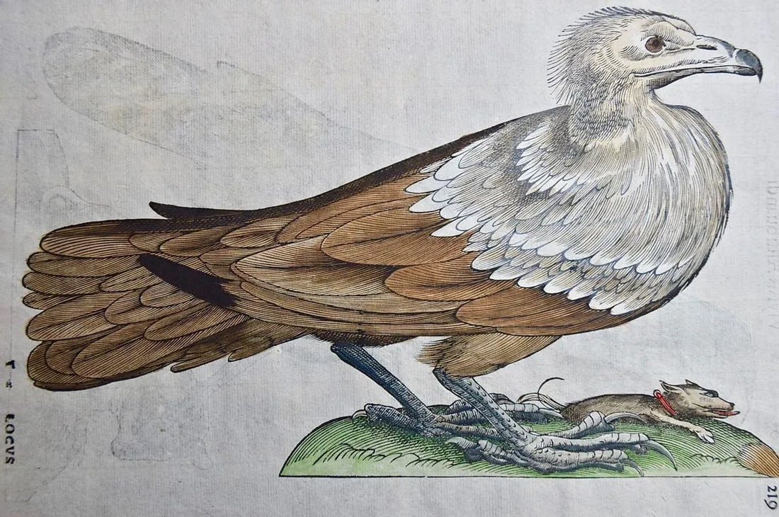 Bird of Prey: A 16th/17th Century Hand-Colored Engraving by Aldrovandi, 1599 - 2