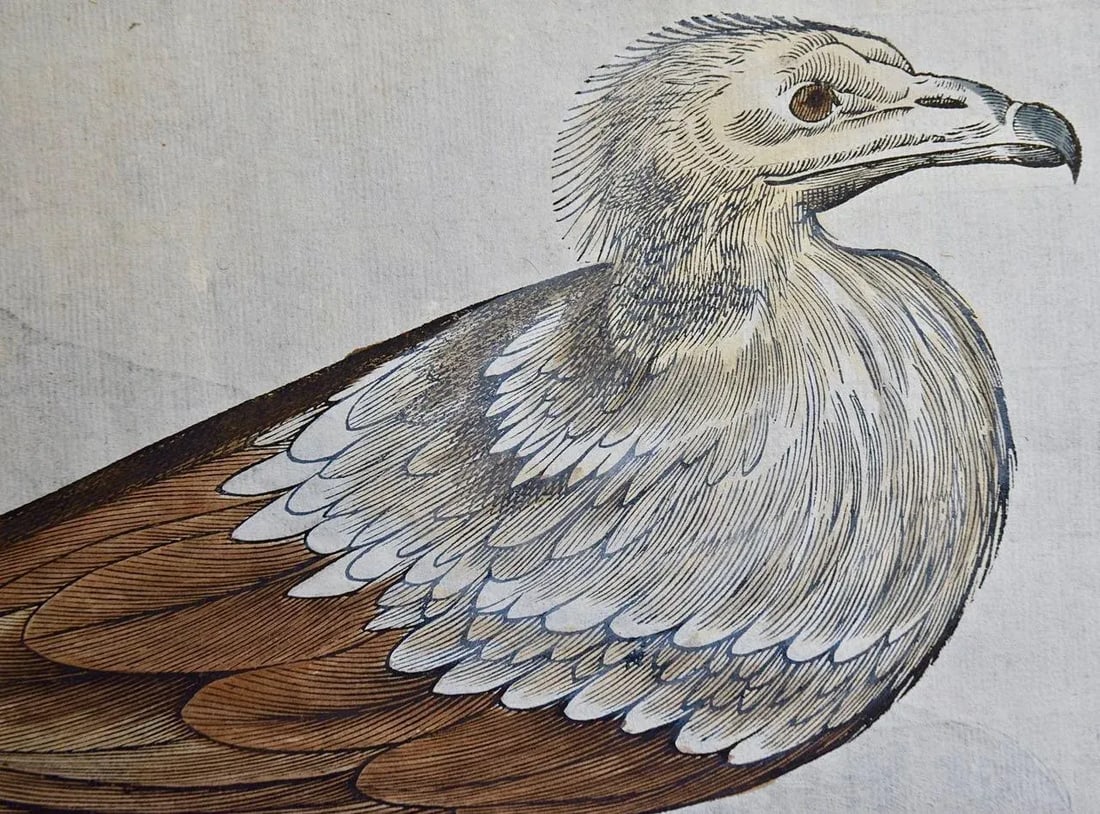 Bird of Prey: A 16th/17th Century Hand-Colored Engraving by Aldrovandi, 1599 - 3