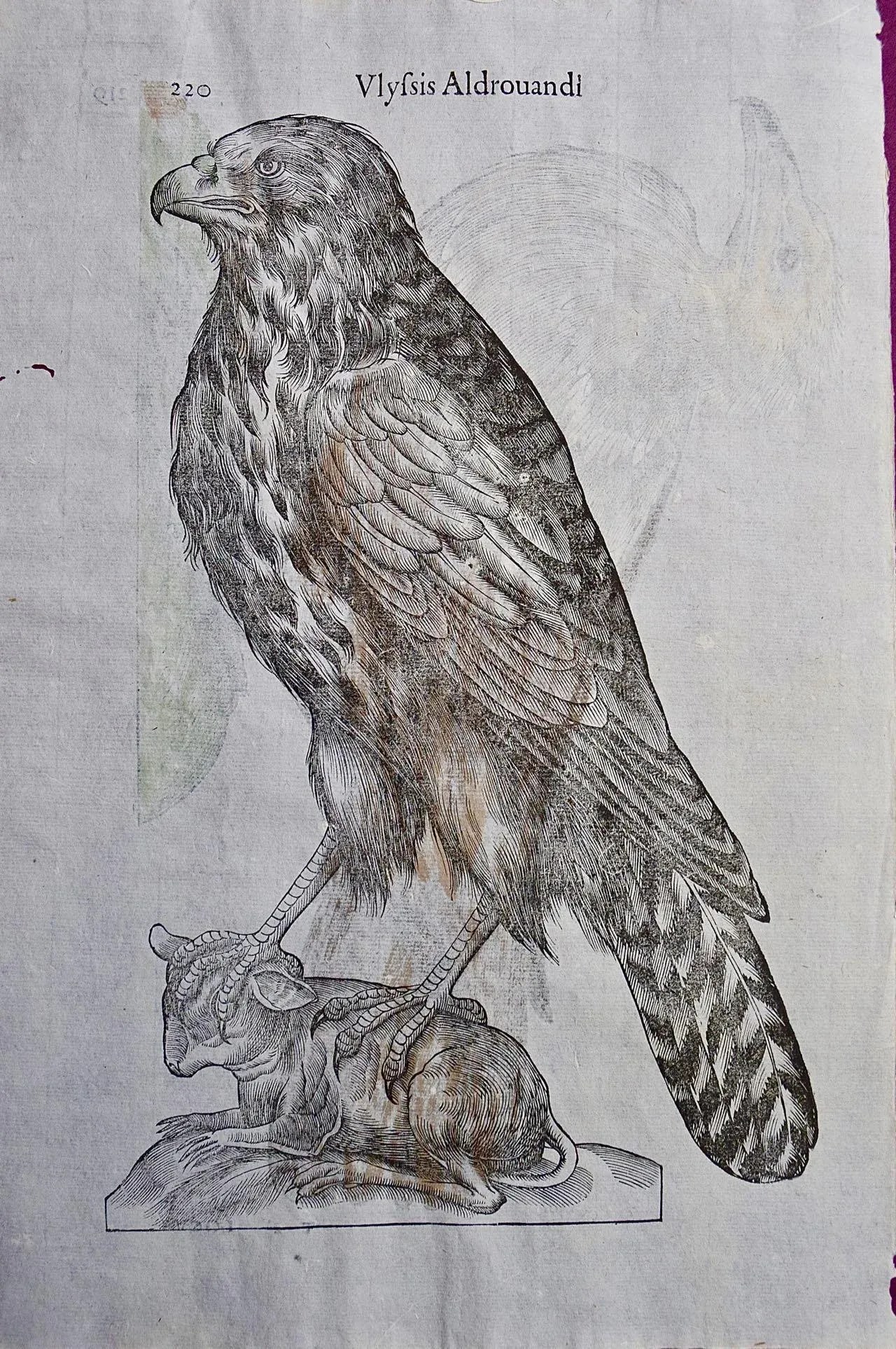 Bird of Prey: A 16th/17th Century Hand-Colored Engraving by Aldrovandi, 1599 - 4