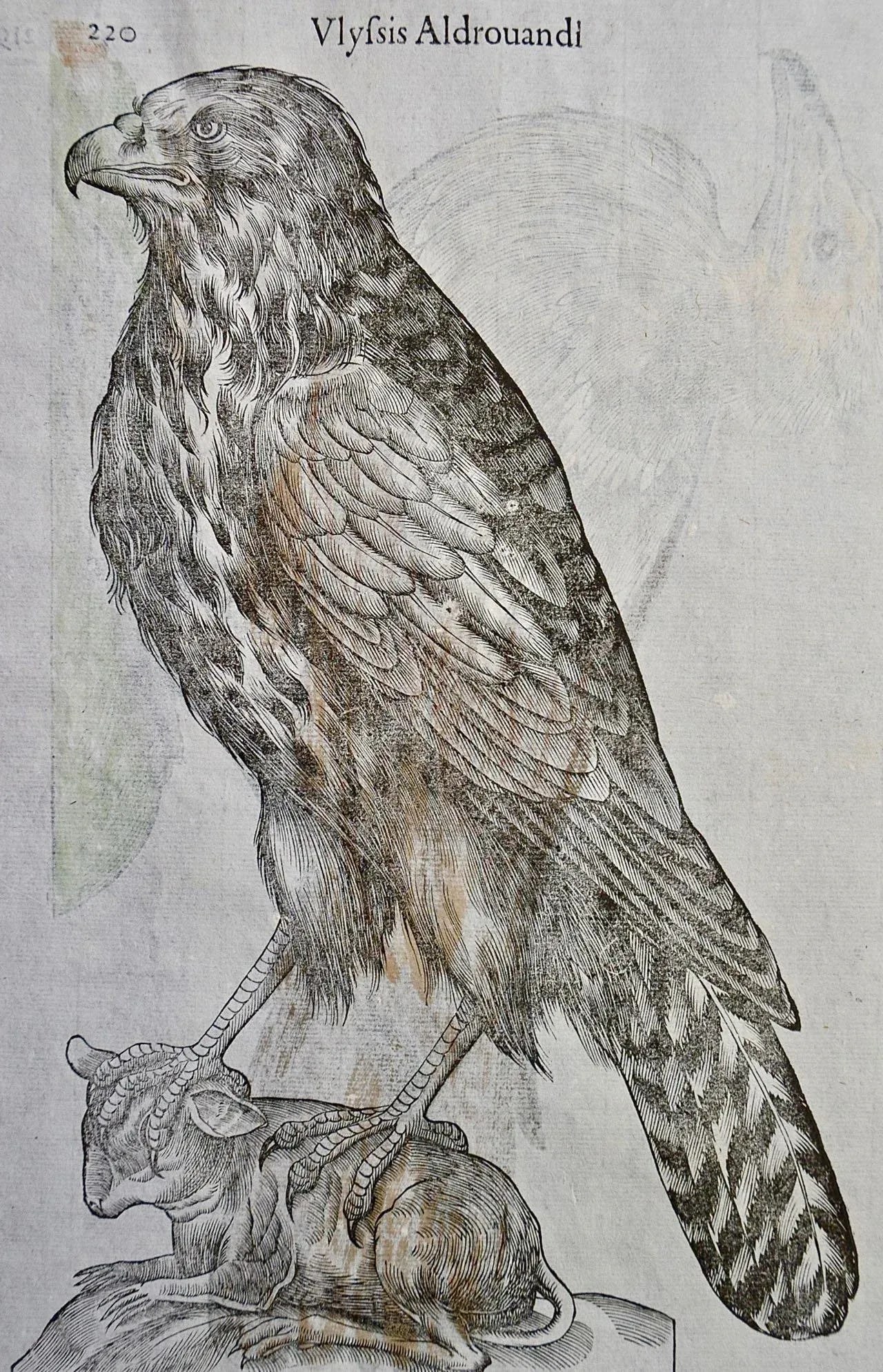 Bird of Prey: A 16th/17th Century Hand-Colored Engraving by Aldrovandi, 1599 - 5