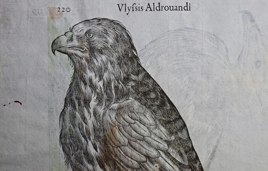 Bird of Prey: A 16th/17th Century Hand-Colored Engraving by Aldrovandi, 1599 - 6