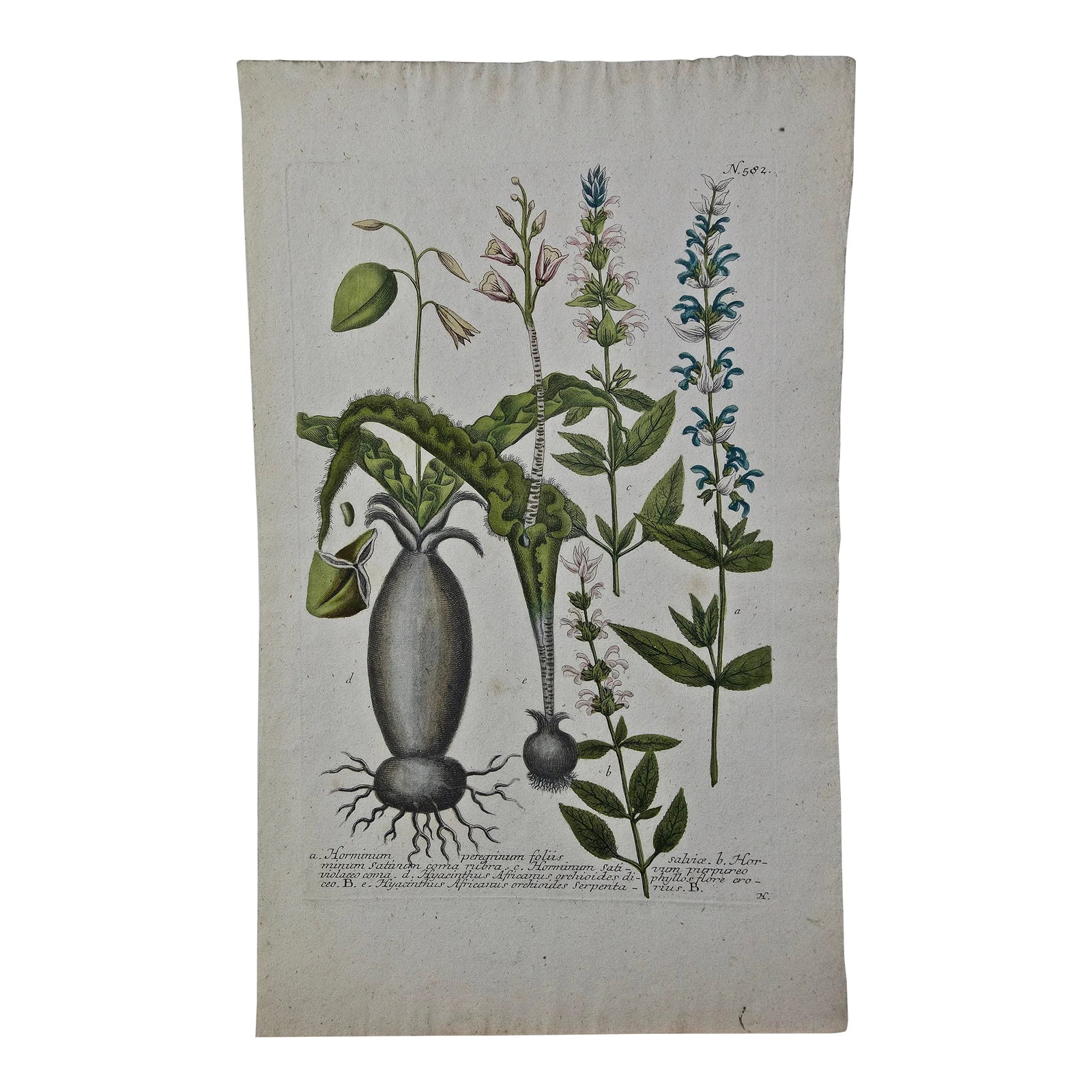 Weinmann 18th Century Hand Colored Botanical Engraving "Horminum Peregrinum", 1739: An 18th century hand colored botanical engraving by Johann Wilhelm Weinmann (1683-1741) depicting the following flowering sage plants: a. Horminum Peregrinum Foliis Salvice, b. Horminum Sativum,
