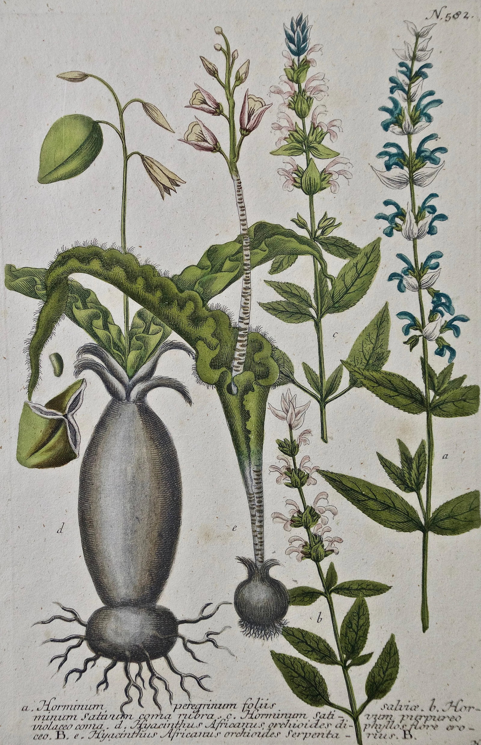 Weinmann 18th Century Hand Colored Botanical Engraving "Horminum Peregrinum", 1739 - 2