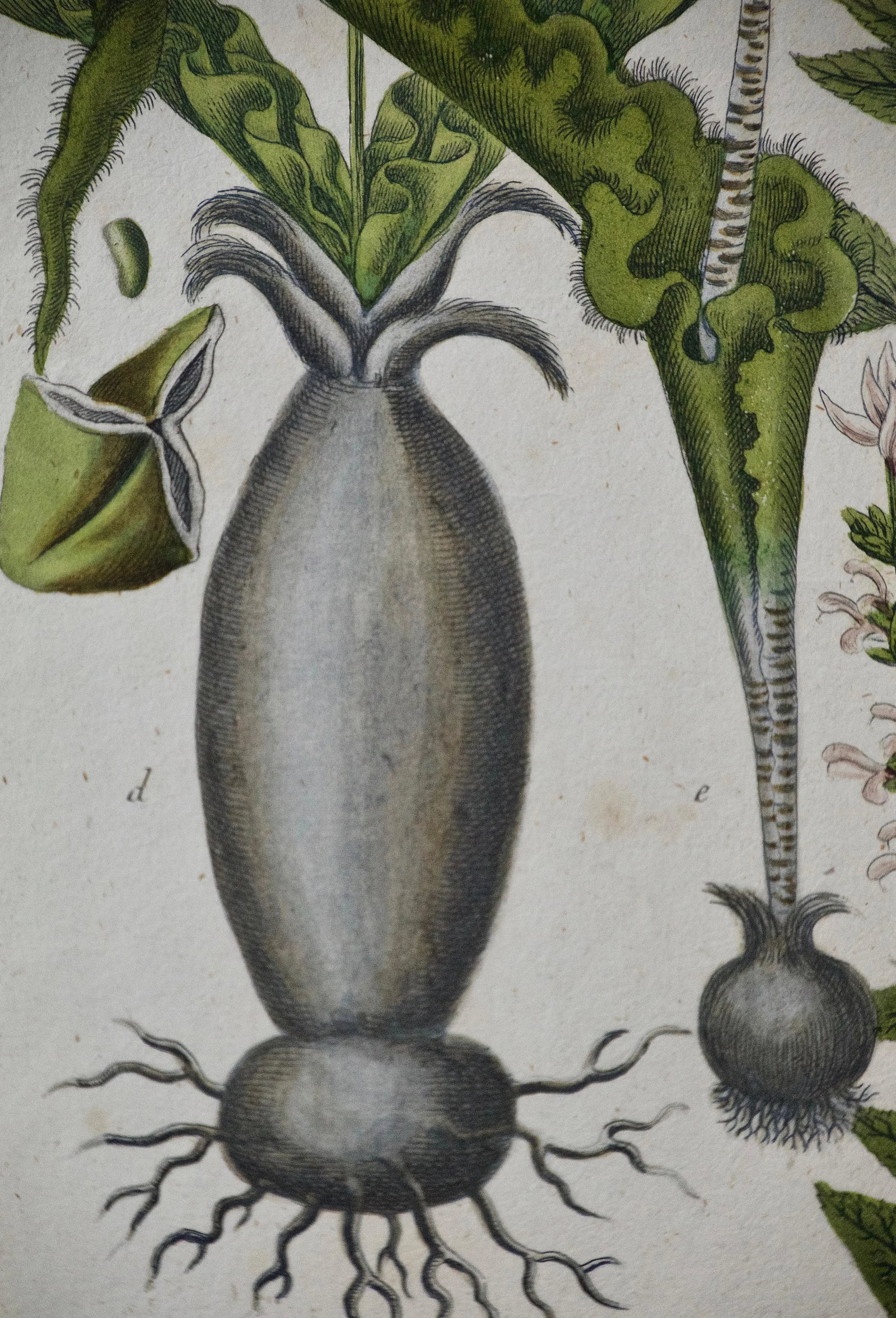Weinmann 18th Century Hand Colored Botanical Engraving "Horminum Peregrinum", 1739 - 3
