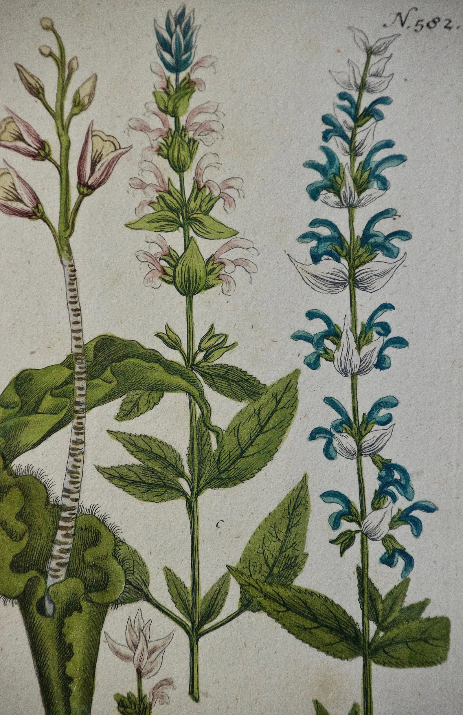 Weinmann 18th Century Hand Colored Botanical Engraving "Horminum Peregrinum", 1739 - 4