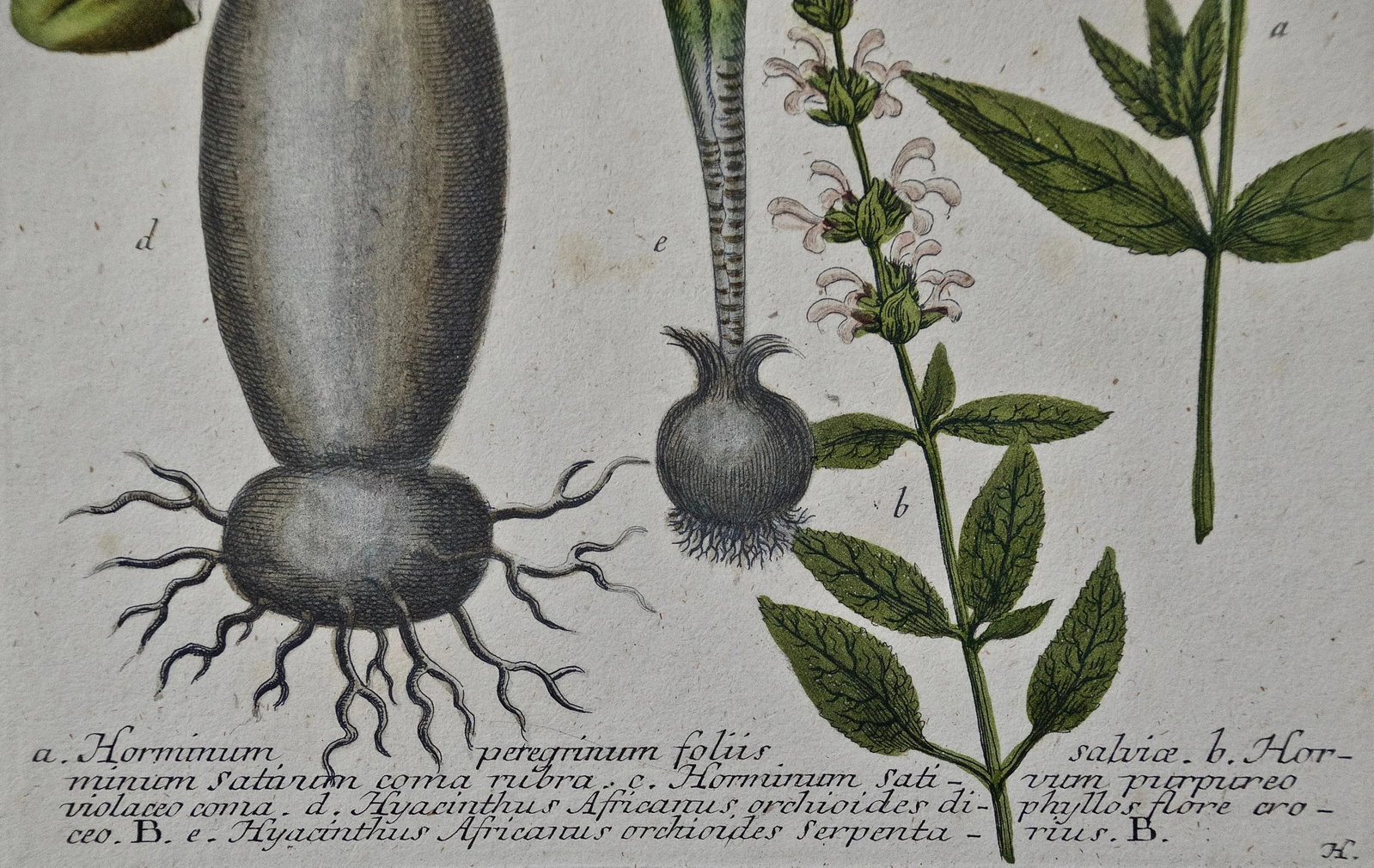 Weinmann 18th Century Hand Colored Botanical Engraving "Horminum Peregrinum", 1739 - 5