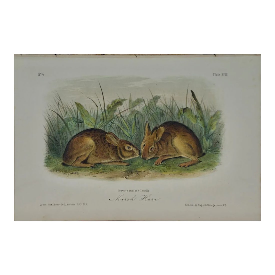 Audubon Marsh Hare: Original 19th Century 1st Octavo Ed. Audubon Hand-Colored Lithograph, 1849-1854: This is an original 19th century John James Audubon hand-colored first octavo edition lithograph entitled "Marsh Hare", No. 4, Plate XVIII, 18, from Audubon's "Quadrupeds of North America", printed
