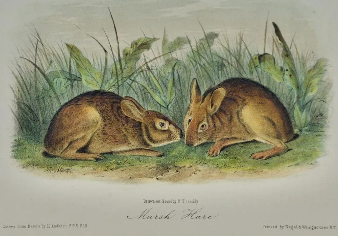 Audubon Marsh Hare: Original 19th Century 1st Octavo Ed. Audubon Hand-Colored Lithograph, 1849-1854 - 2