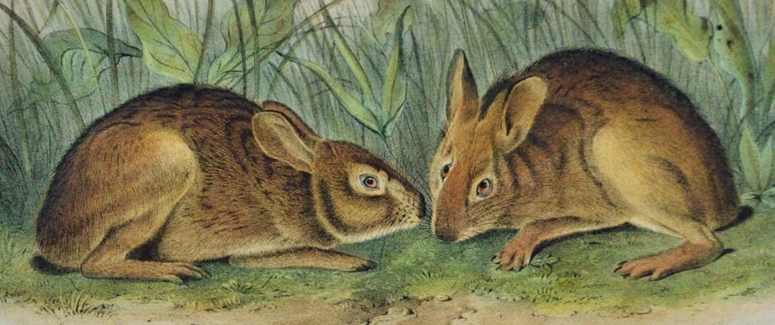 Audubon Marsh Hare: Original 19th Century 1st Octavo Ed. Audubon Hand-Colored Lithograph, 1849-1854 - 3