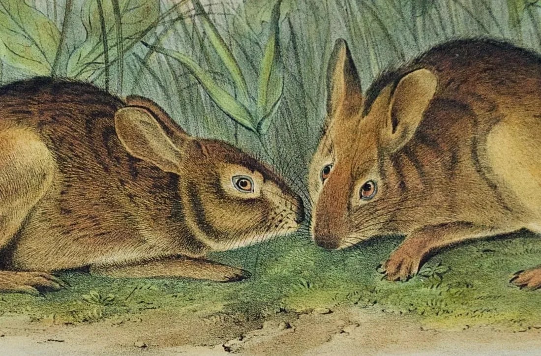 Audubon Marsh Hare: Original 19th Century 1st Octavo Ed. Audubon Hand-Colored Lithograph, 1849-1854 - 4