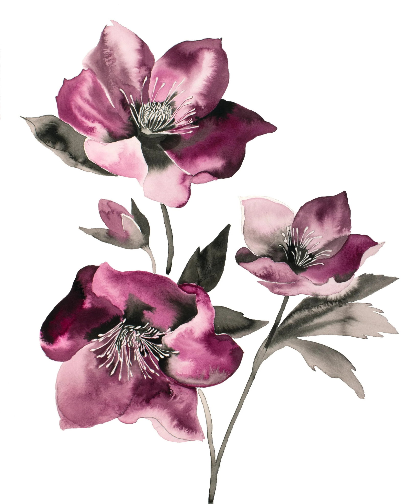"Hellebore No. 37" Contemporary Original Botanical Flower Watercolor Painting by Elizabeth Becker: Original ink painting on 140 lb cold press paper Artist: Elizabeth Becker Year: 2024 Image and Paper Size: 16" x 20" Signed on front Condition: Imperfections: No Imperfections Origin: United States