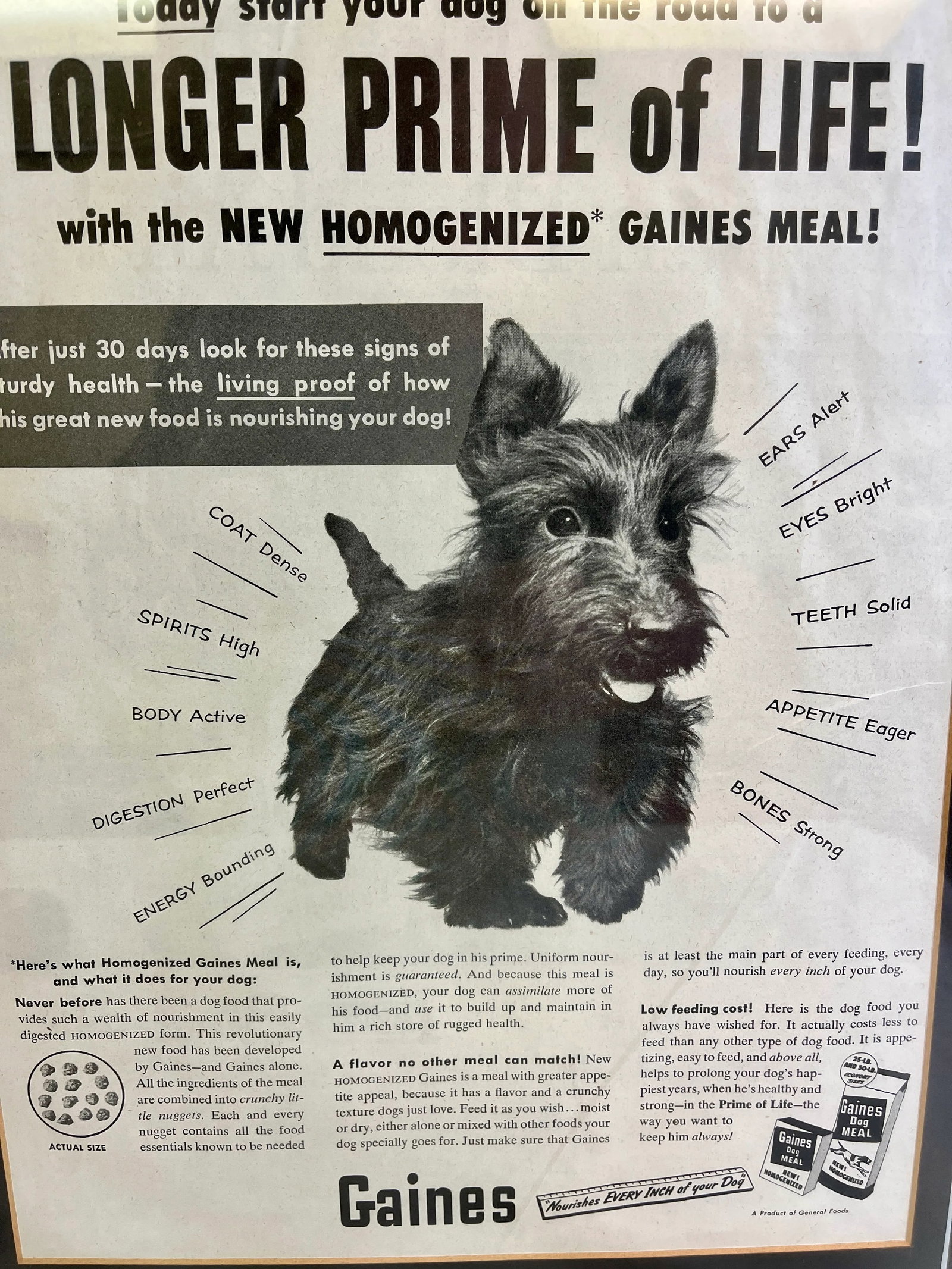 Vintage Framed Gaines Dog Food Advertisement From the Saturday Evening News - Circa 1953 - 12