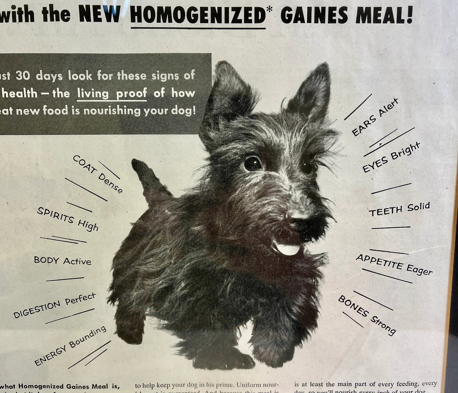 Vintage Framed Gaines Dog Food Advertisement From the Saturday Evening News - Circa 1953 - 4