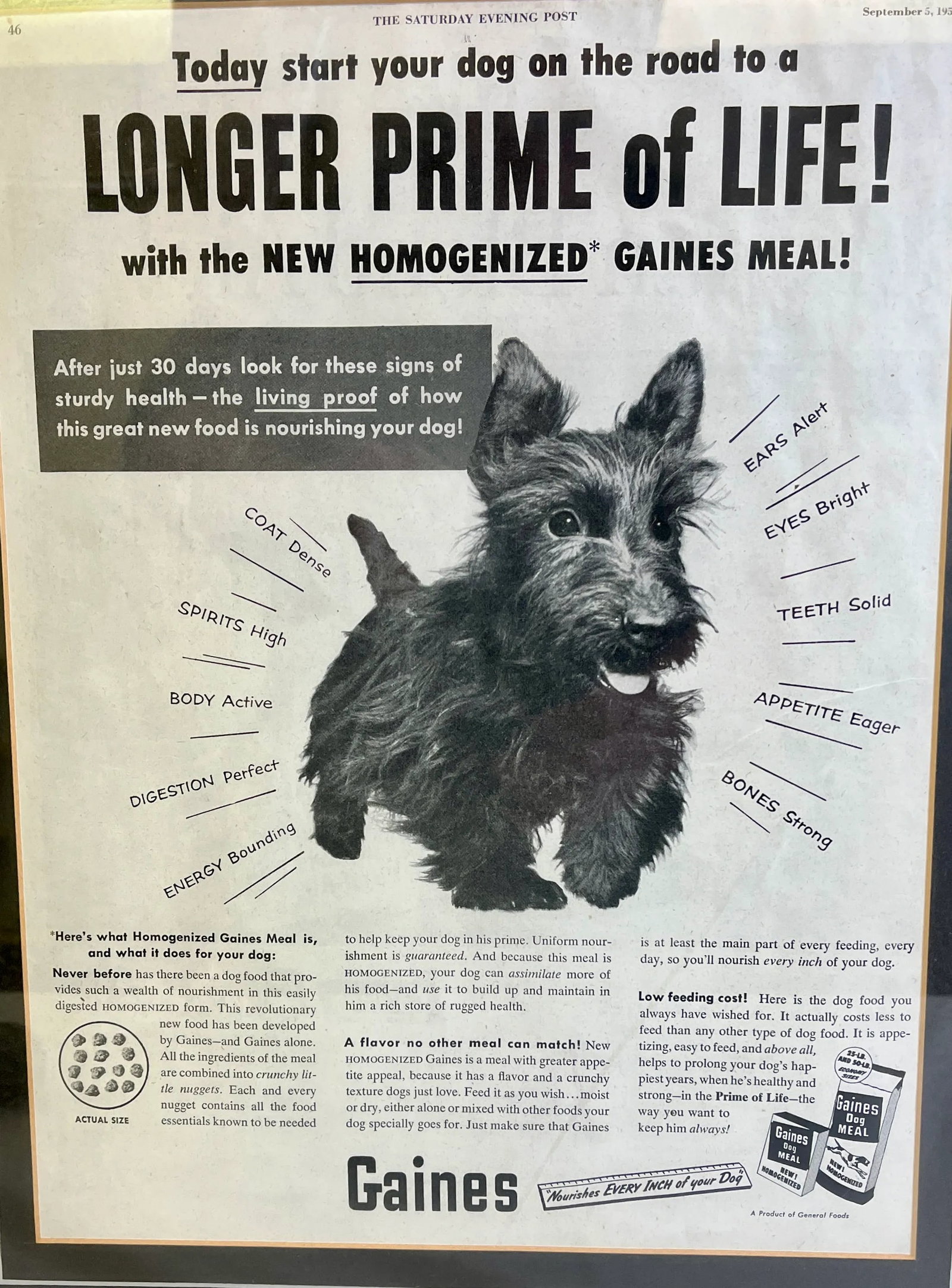Vintage Framed Gaines Dog Food Advertisement From the Saturday Evening News - Circa 1953 - 6