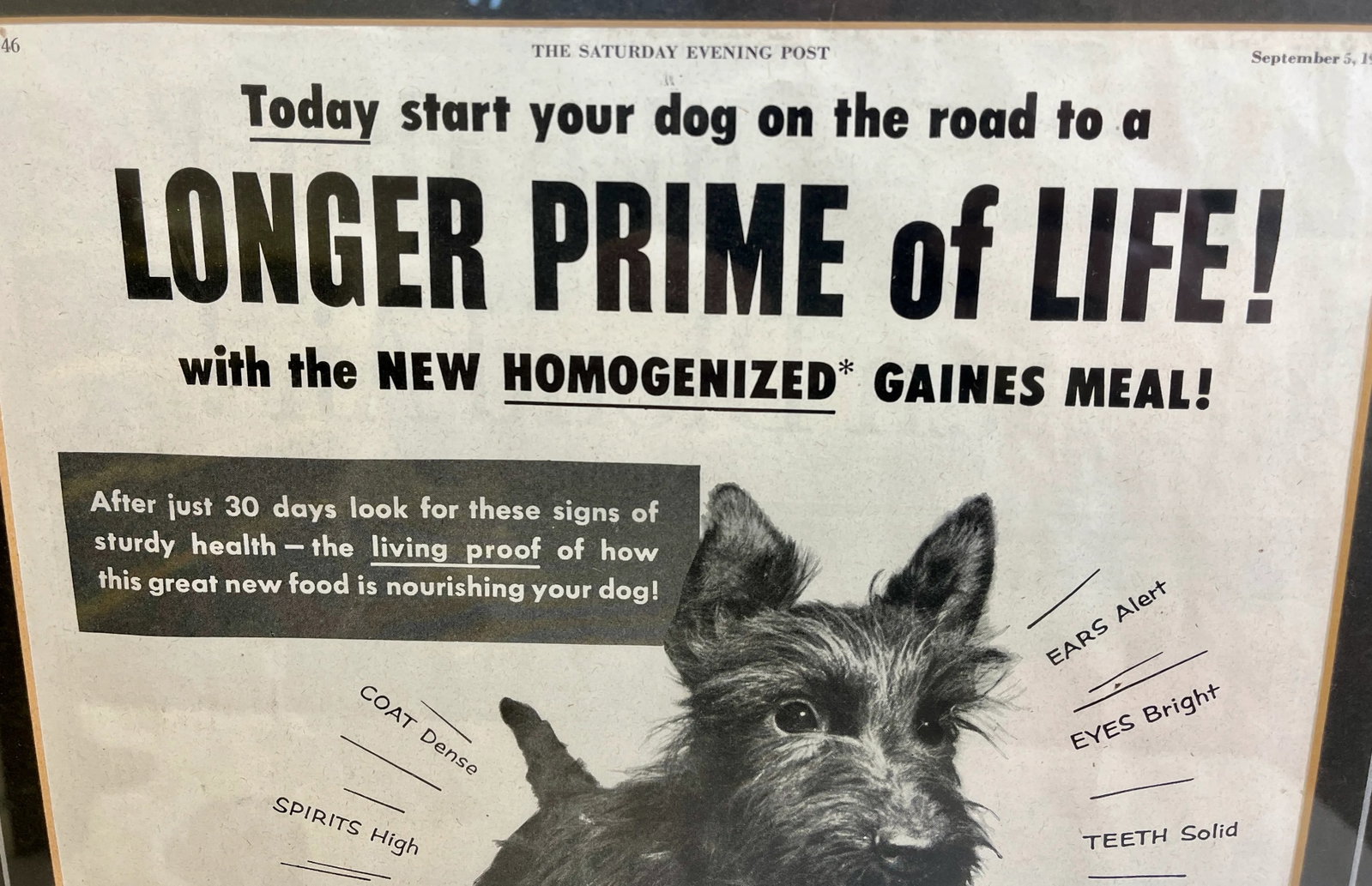 Vintage Framed Gaines Dog Food Advertisement From the Saturday Evening News - Circa 1953 - 7