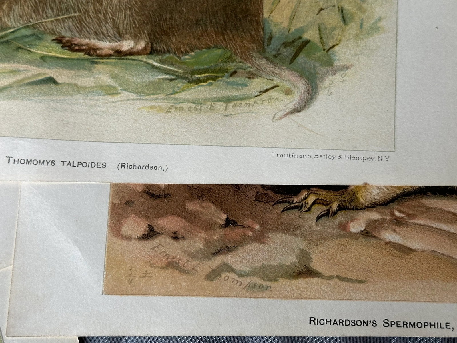 Antique Lithograph Animal Prints Set of 5 - 10