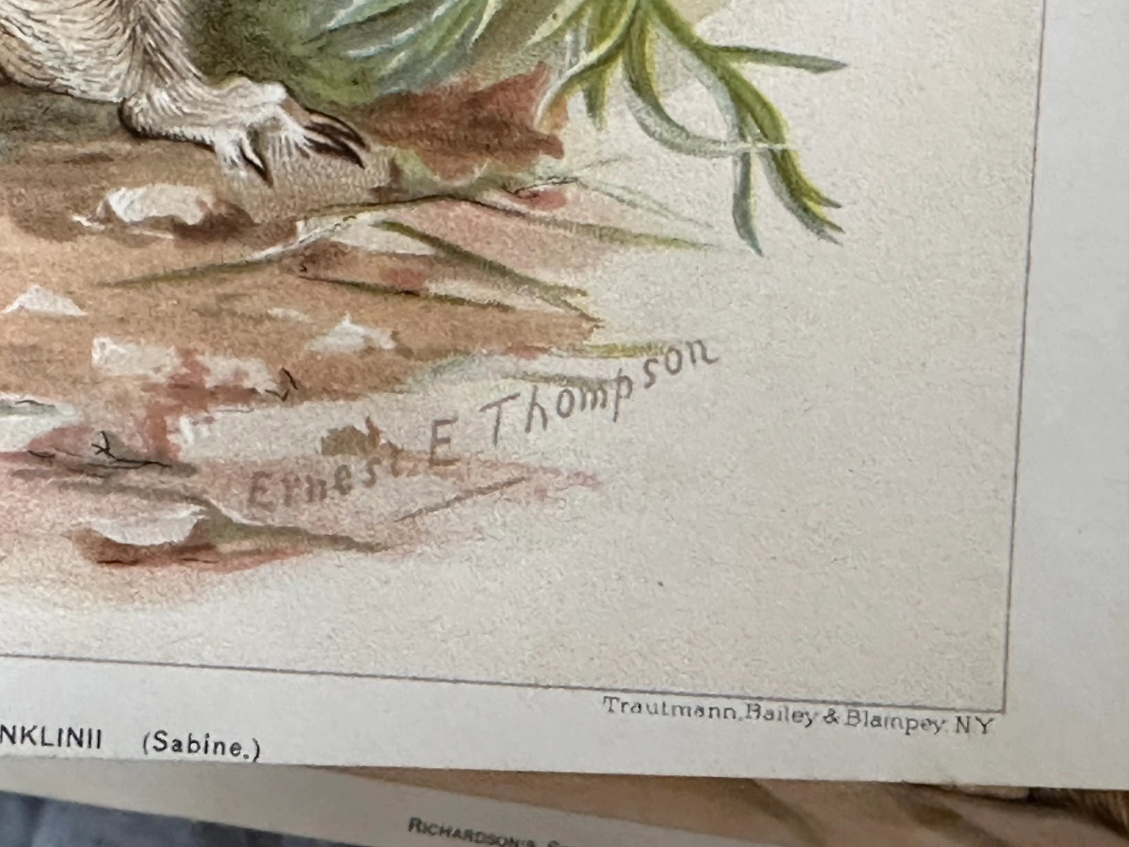 Antique Lithograph Animal Prints Set of 5 - 11