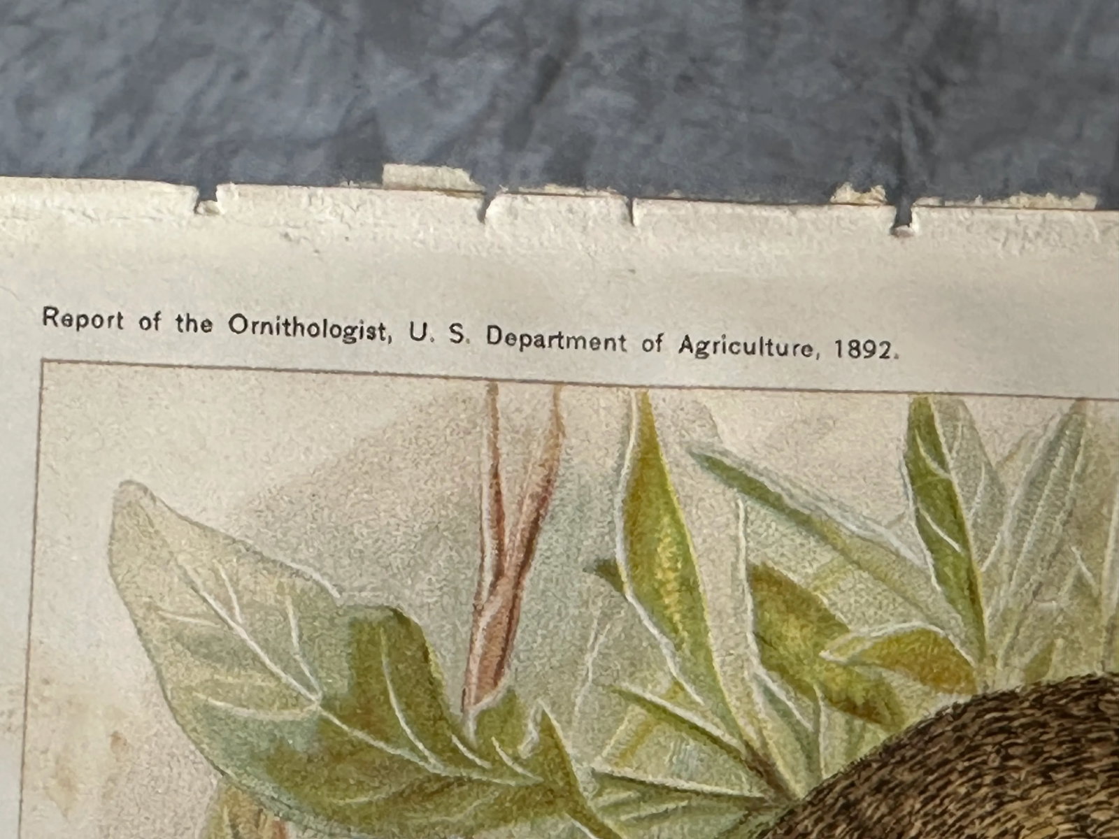 Antique Lithograph Animal Prints Set of 5 - 12