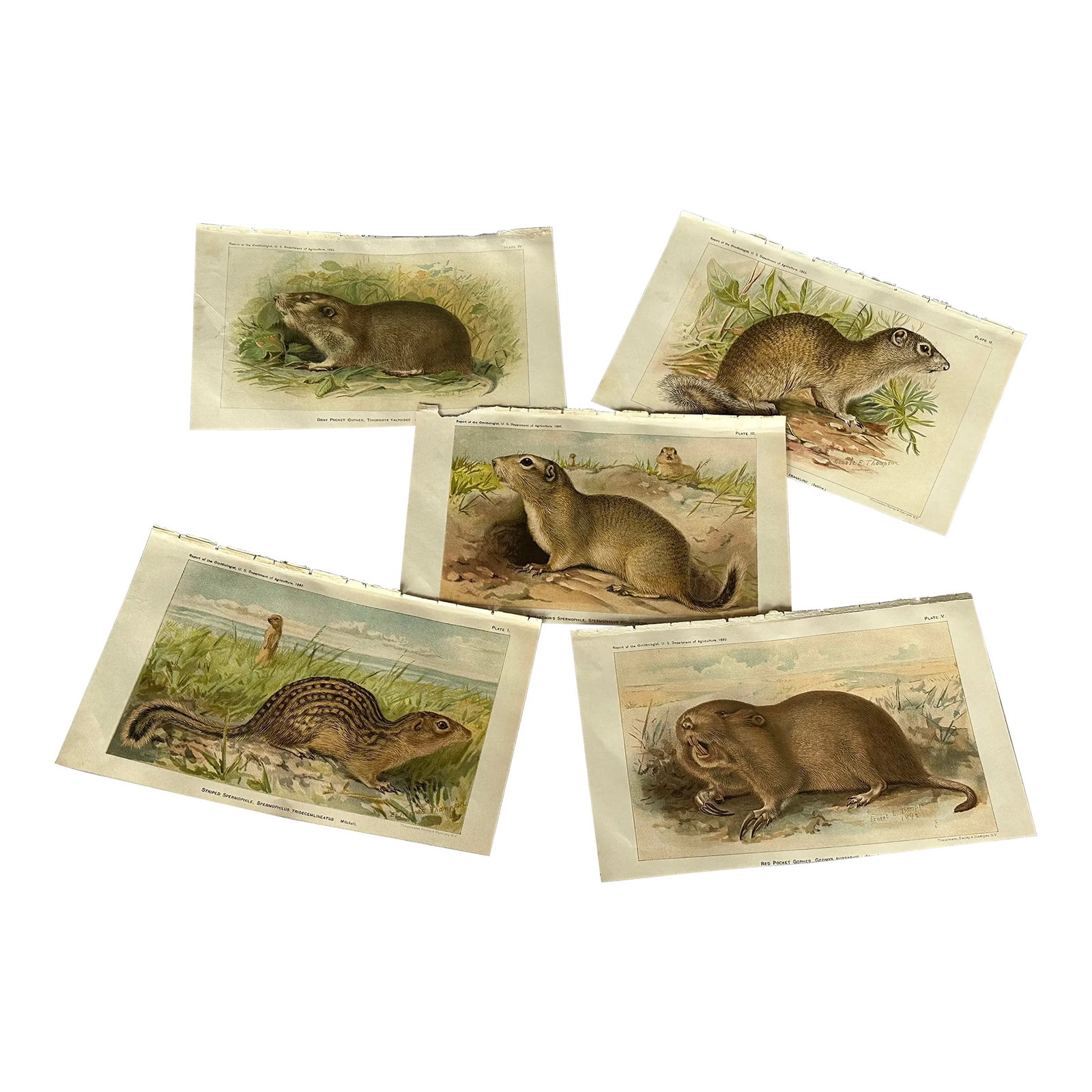 Antique Lithograph Animal Prints Set of 5: Frame this set of antique animal art illustrations by Ernest Evan Thompson and hang them as decor in a country house living room, farmhouse family room, or rustic cabin den. The set includes five (5)