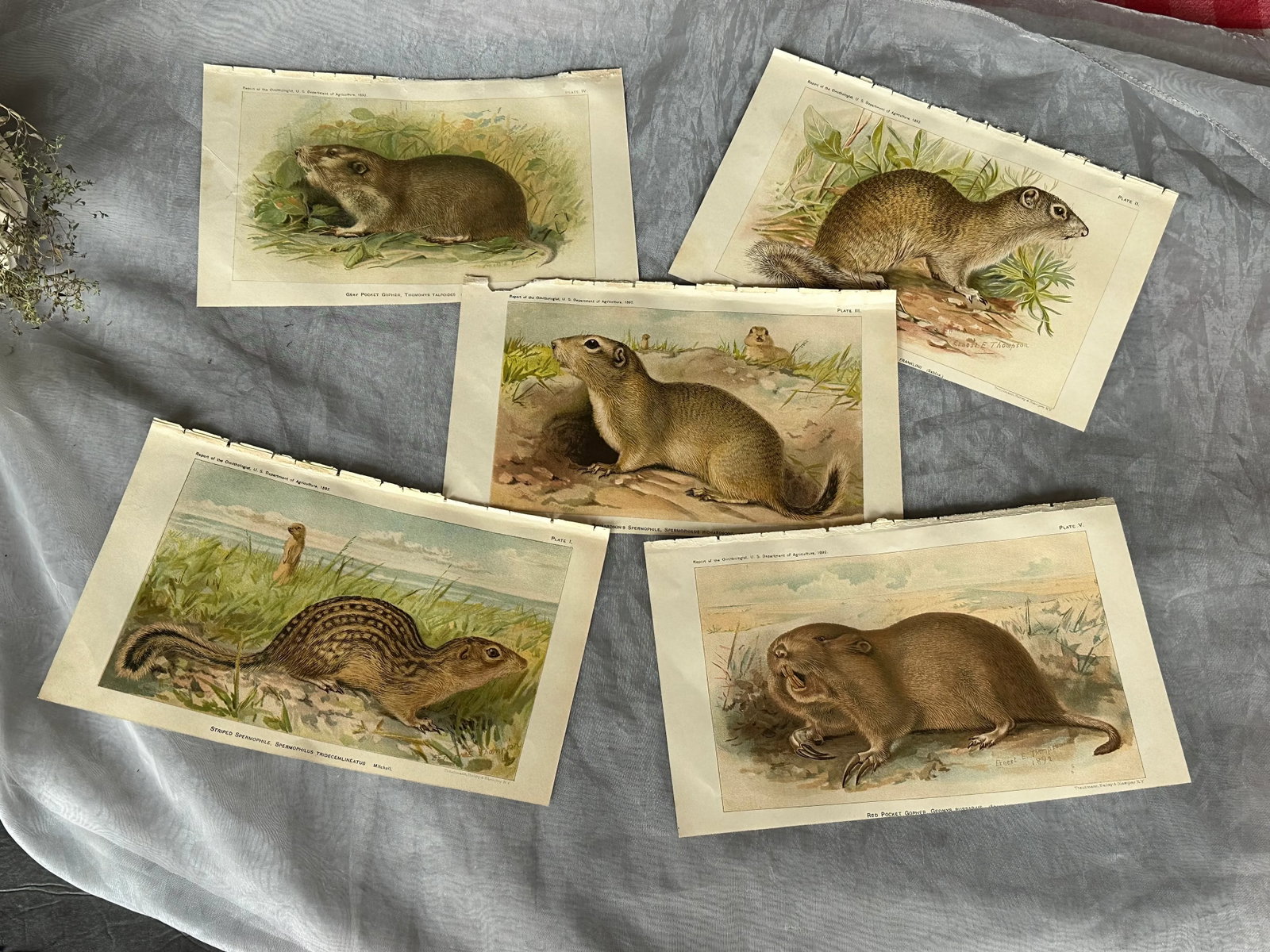 Antique Lithograph Animal Prints Set of 5 - 2