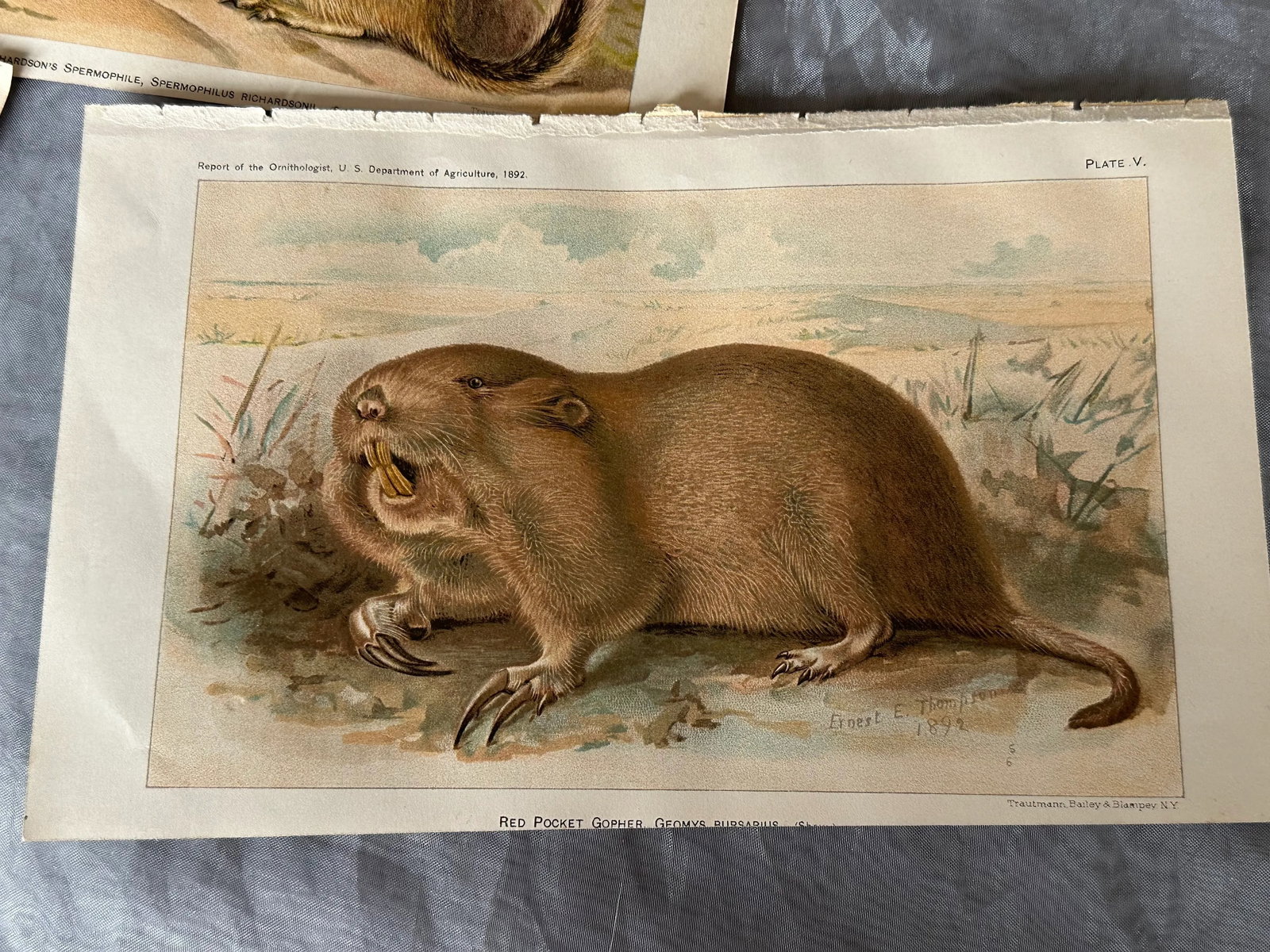 Antique Lithograph Animal Prints Set of 5 - 3