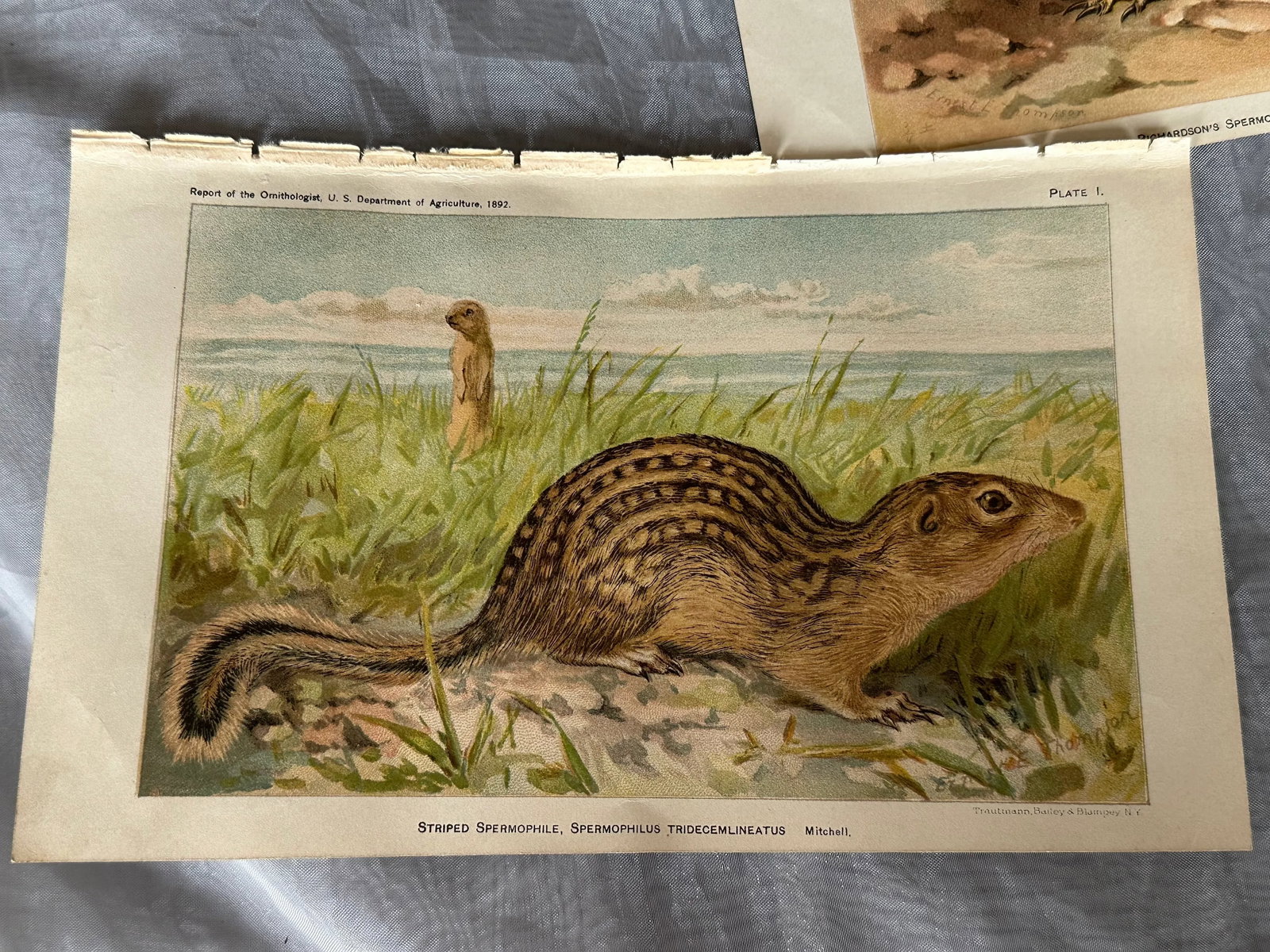 Antique Lithograph Animal Prints Set of 5 - 4