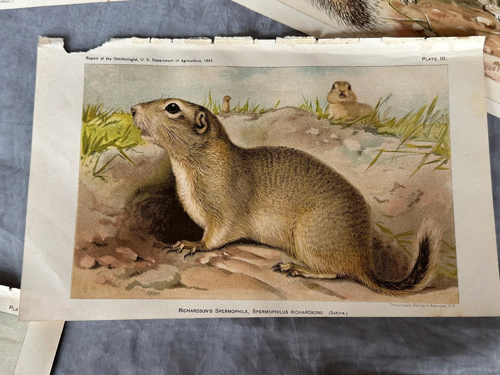 Antique Lithograph Animal Prints Set of 5 - 5