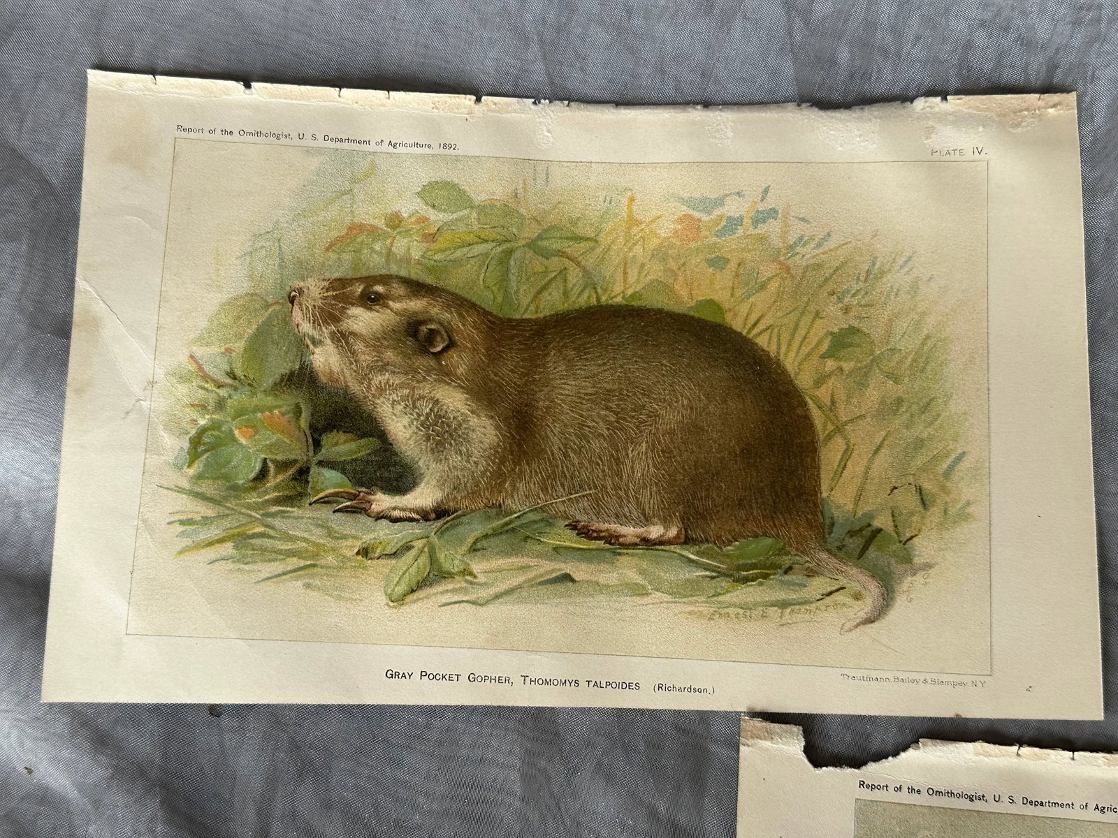 Antique Lithograph Animal Prints Set of 5 - 6